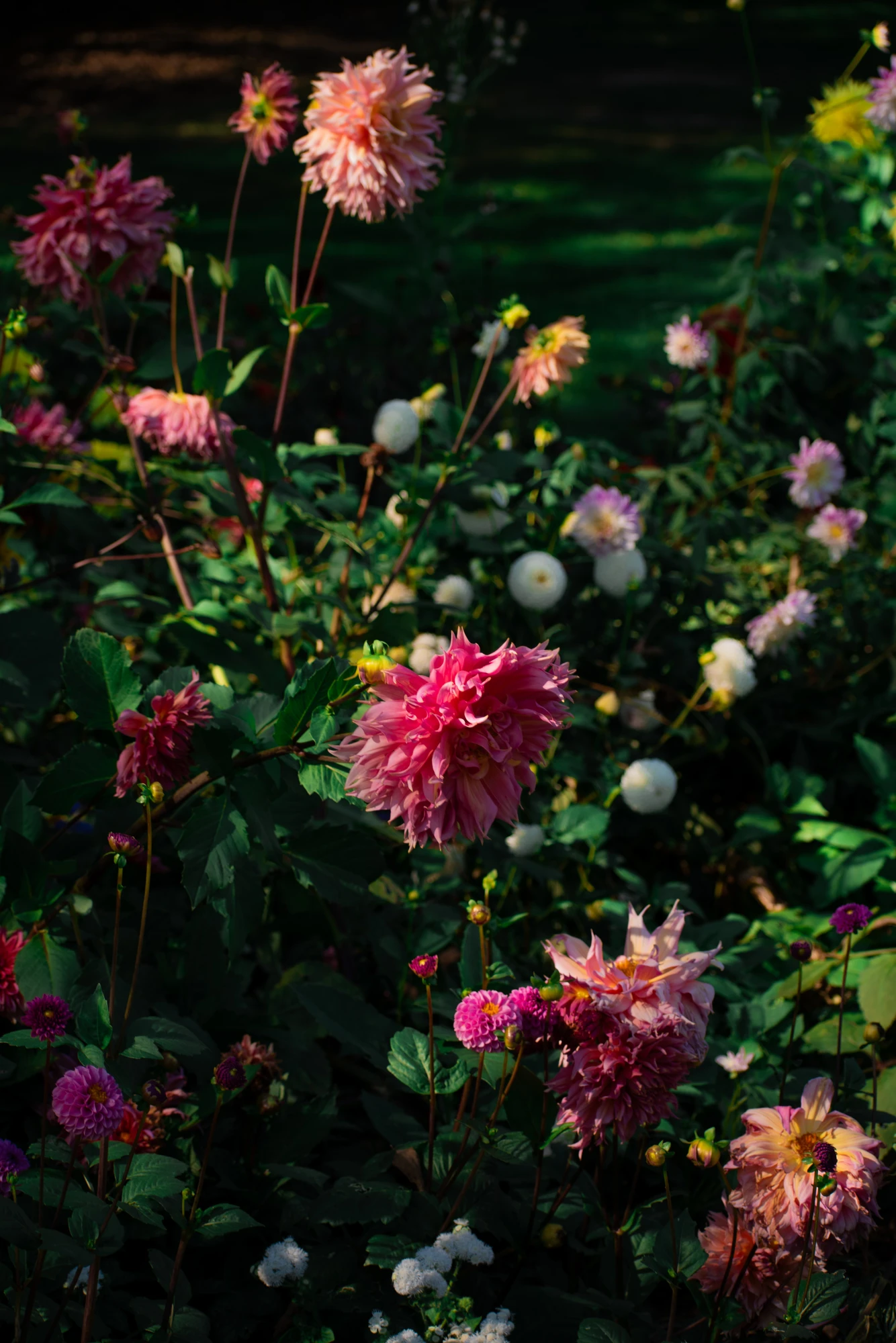 Pink and peach dahlias glowing in dappled sunlight against deep green garden foliage
