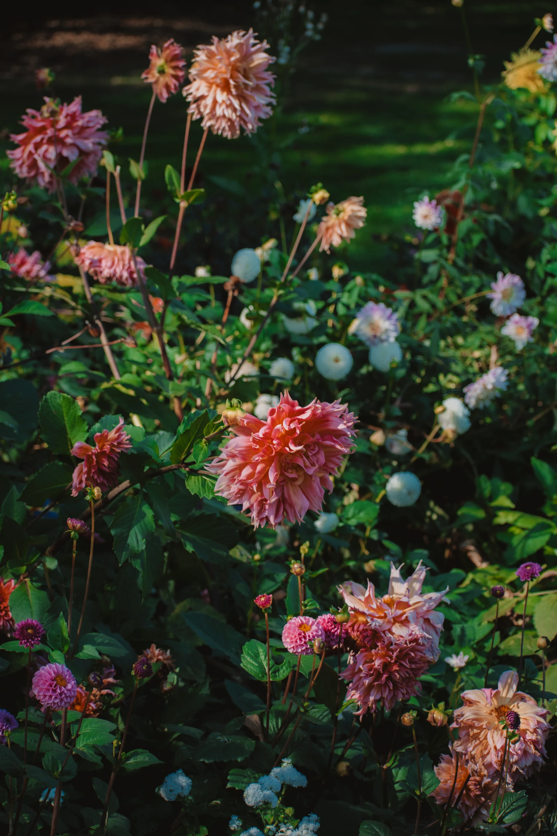 Pink and peach dahlias in the wedding venue's sunlit garden