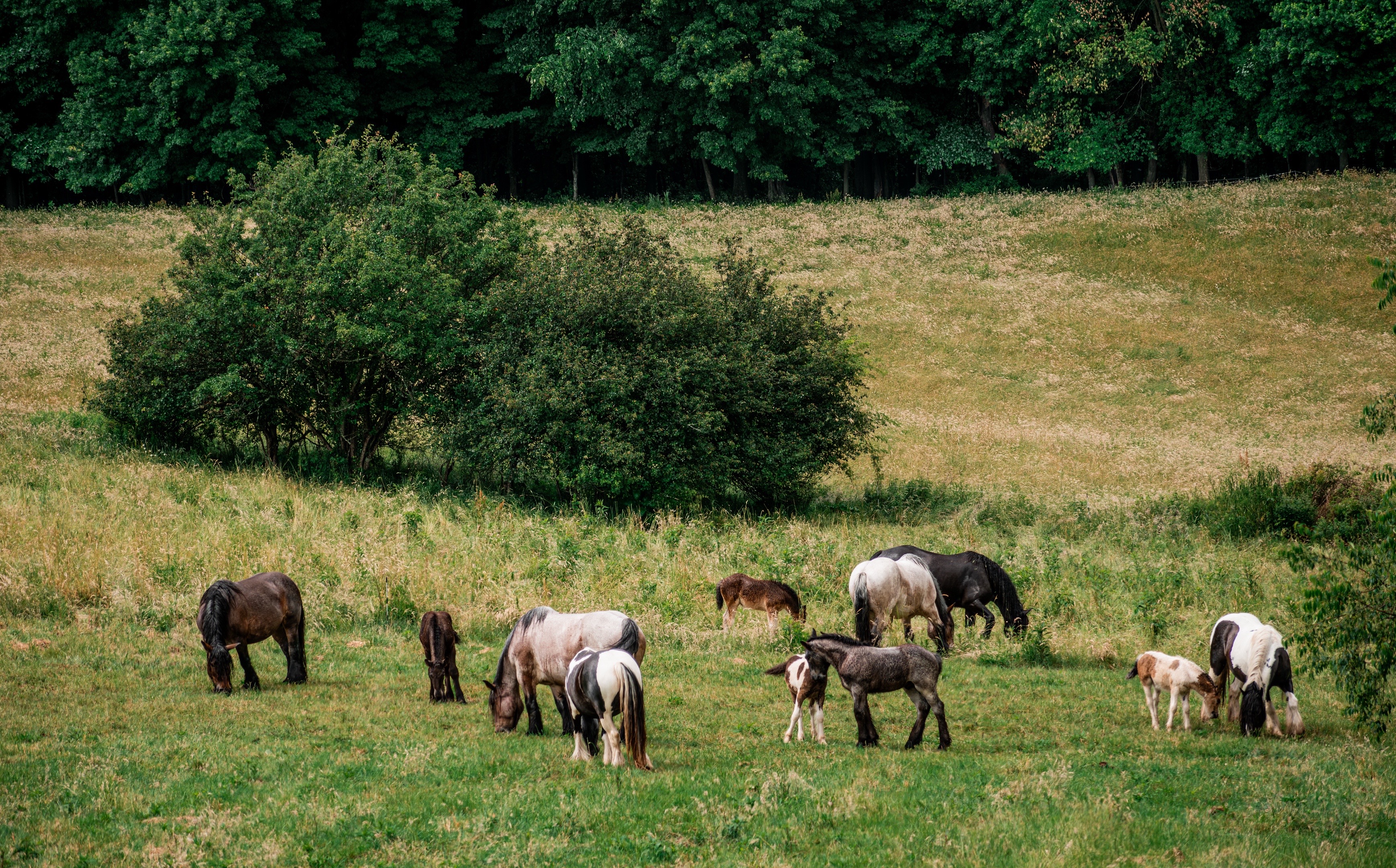 Draft horse herd grazing in a rolling pasture beside a lone tree and forest edge