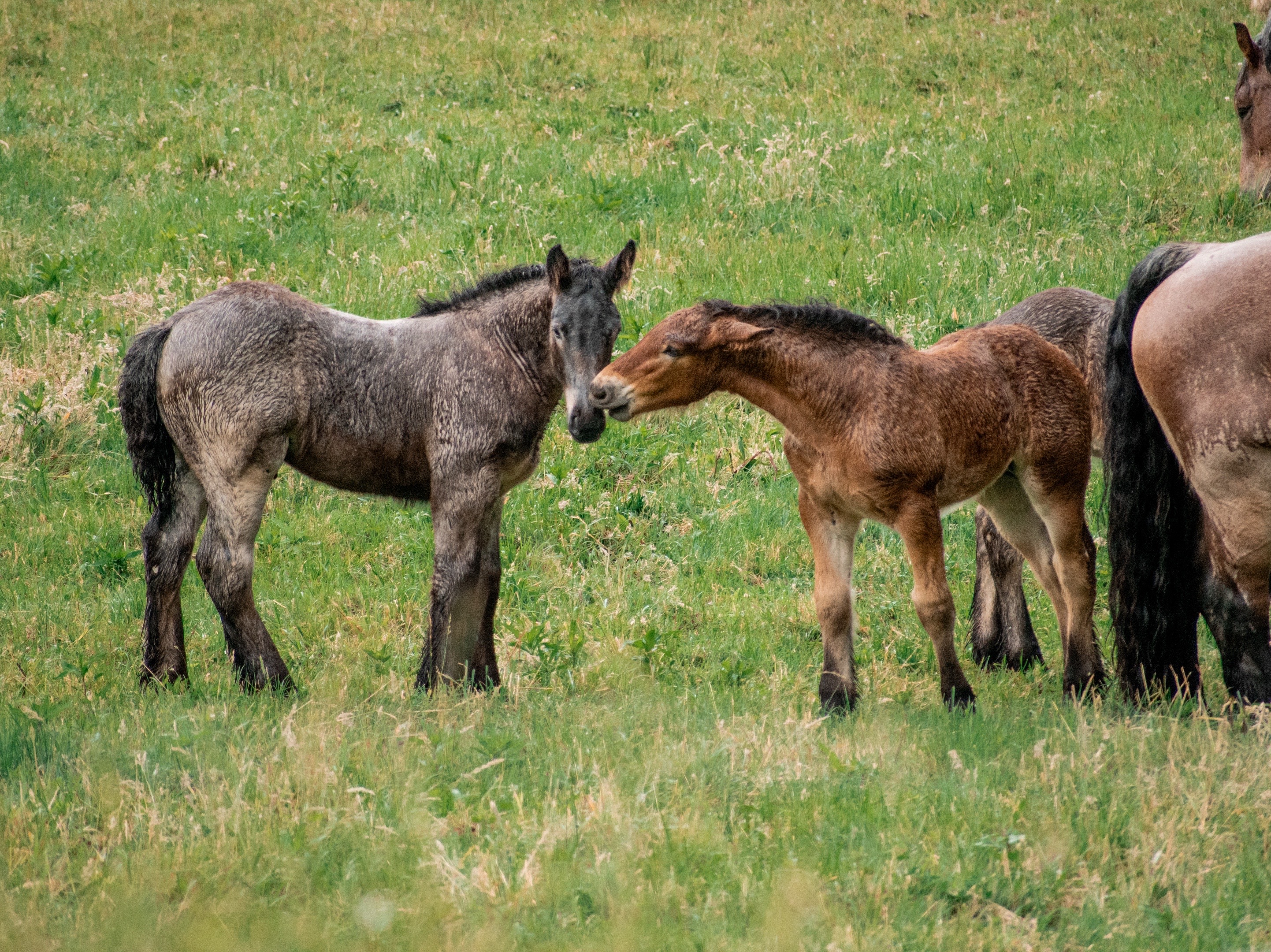 A roan foal and a chestnut foal nose to nose in a green meadow