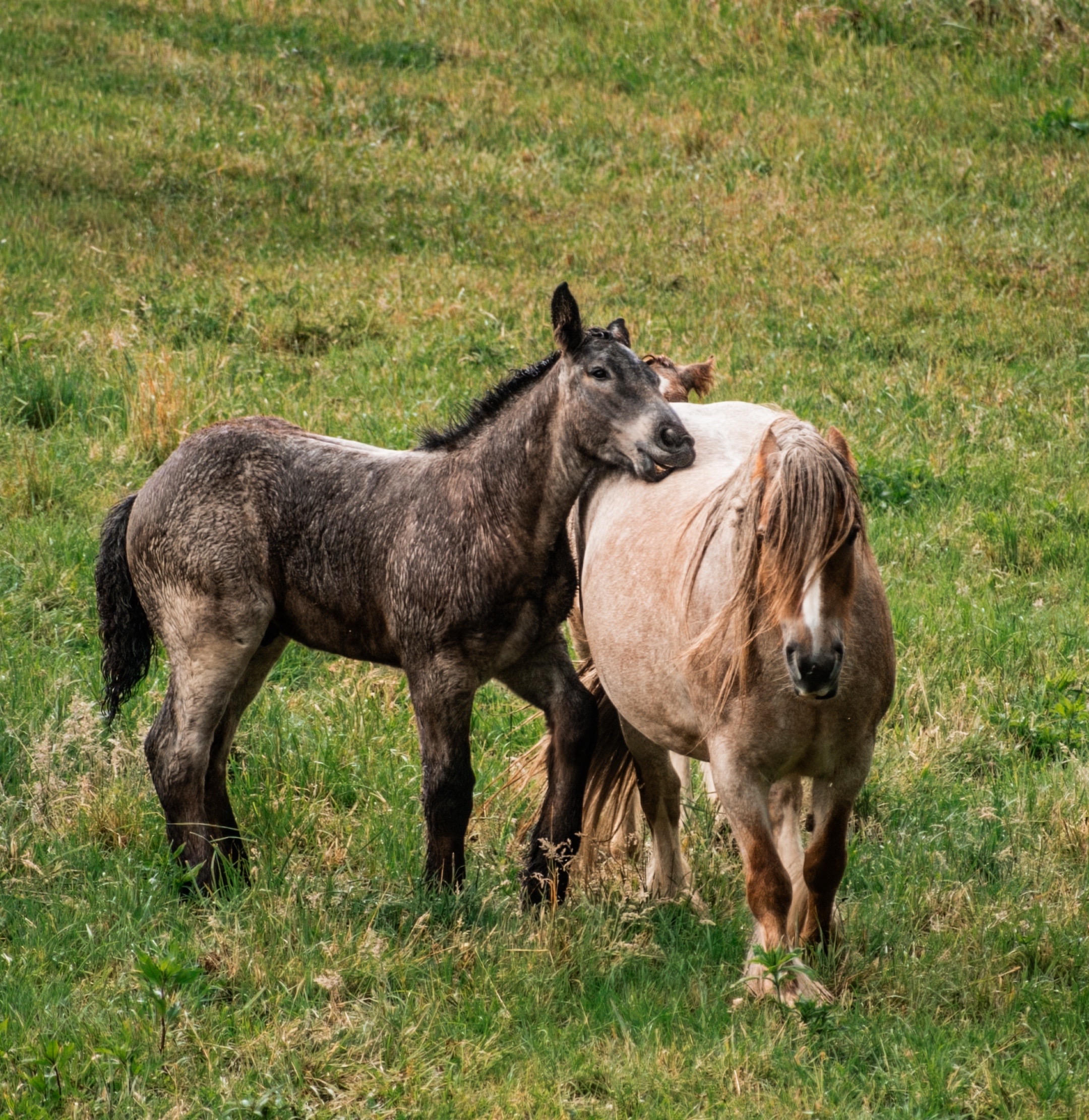 A young horse resting its head affectionately on a draft mare's back
