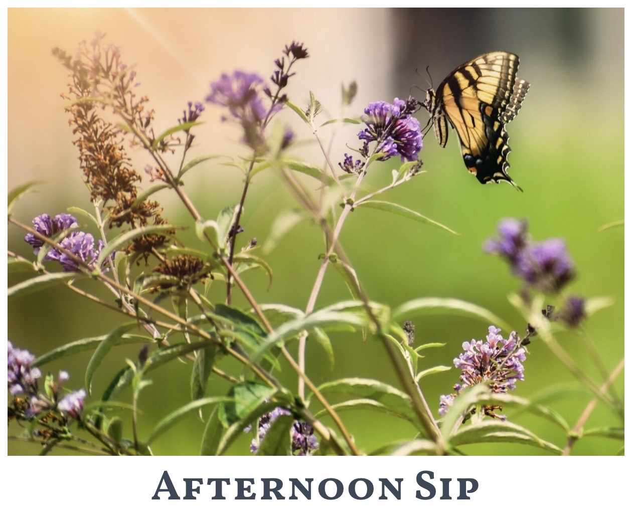 Afternoon Sip — featured photograph in Page Turner Magazine, Issue 5