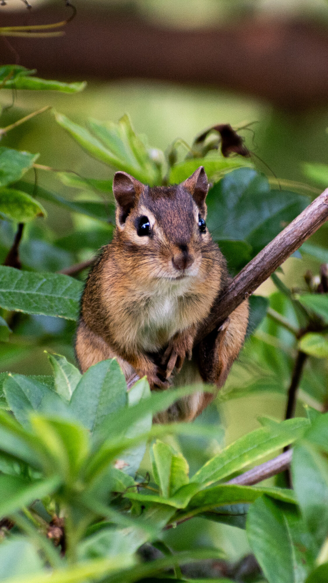 Eastern chipmunk perched on a branch among green azalea leaves, wildlife portrait