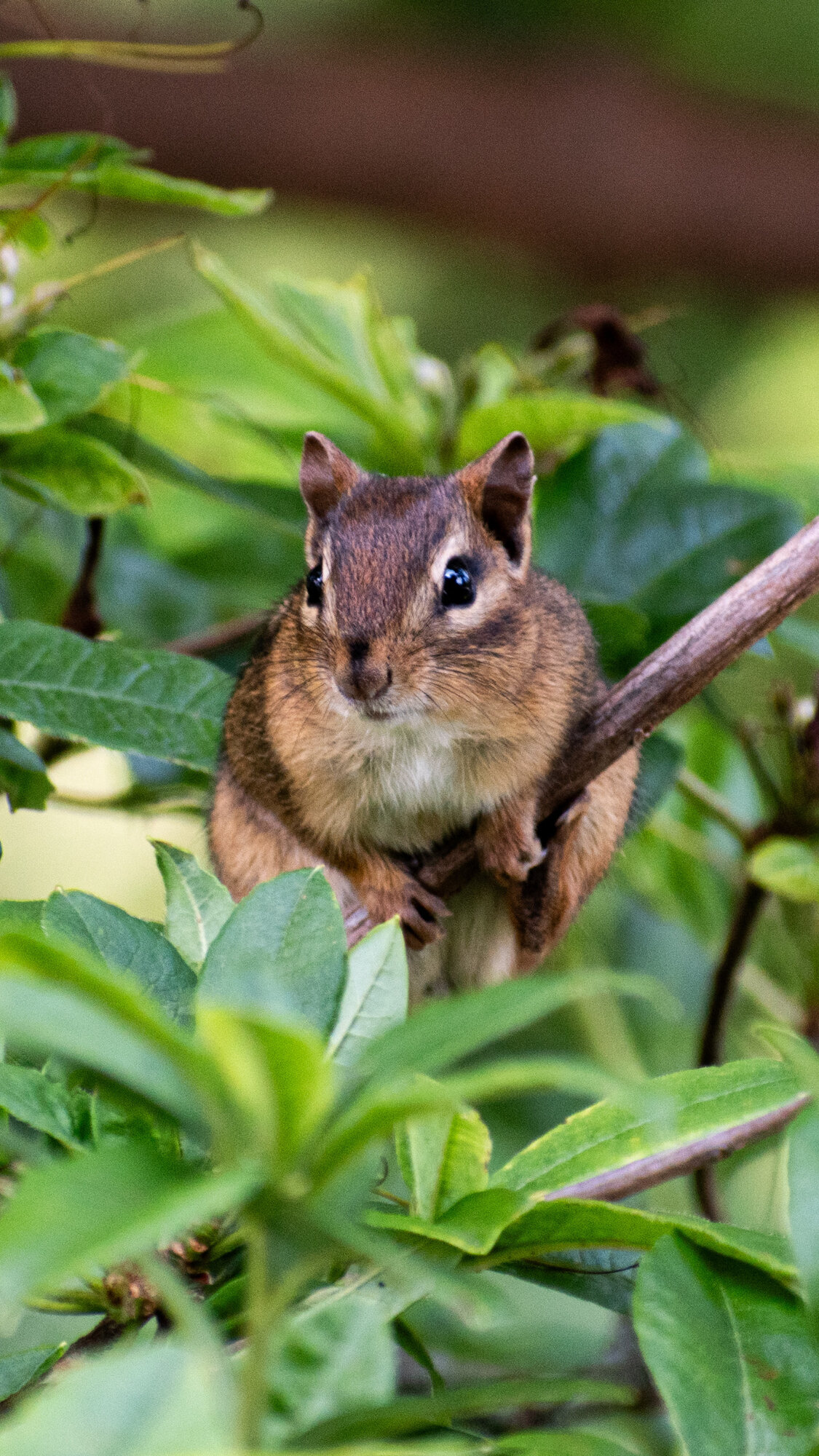 Chipmunk peeking through backlit spring foliage, close-up wildlife photograph