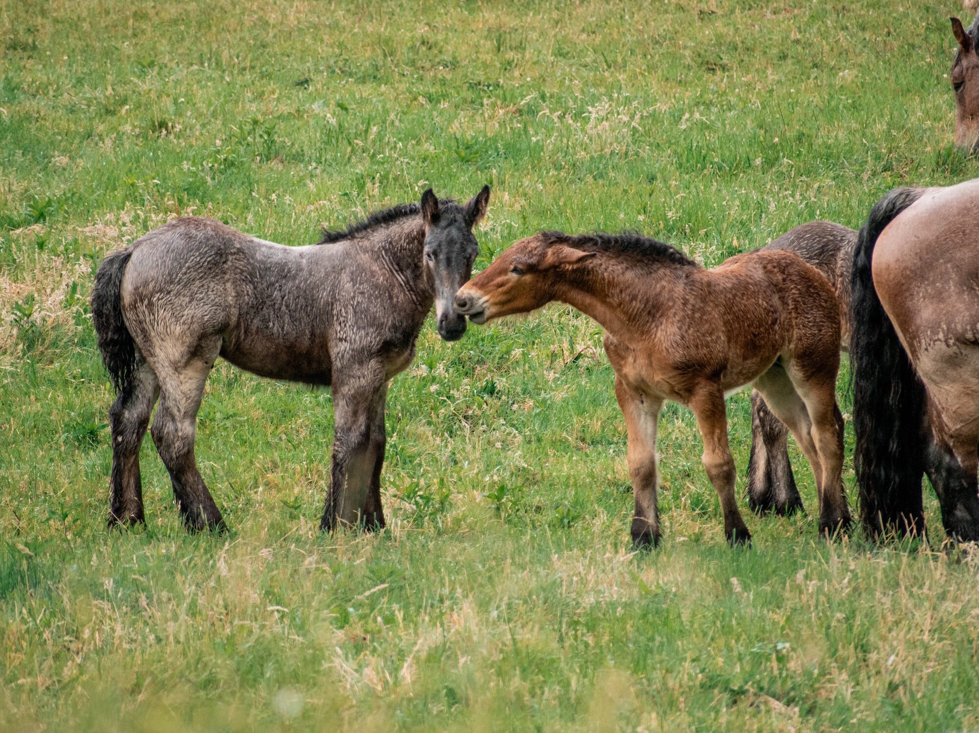 Wildlife