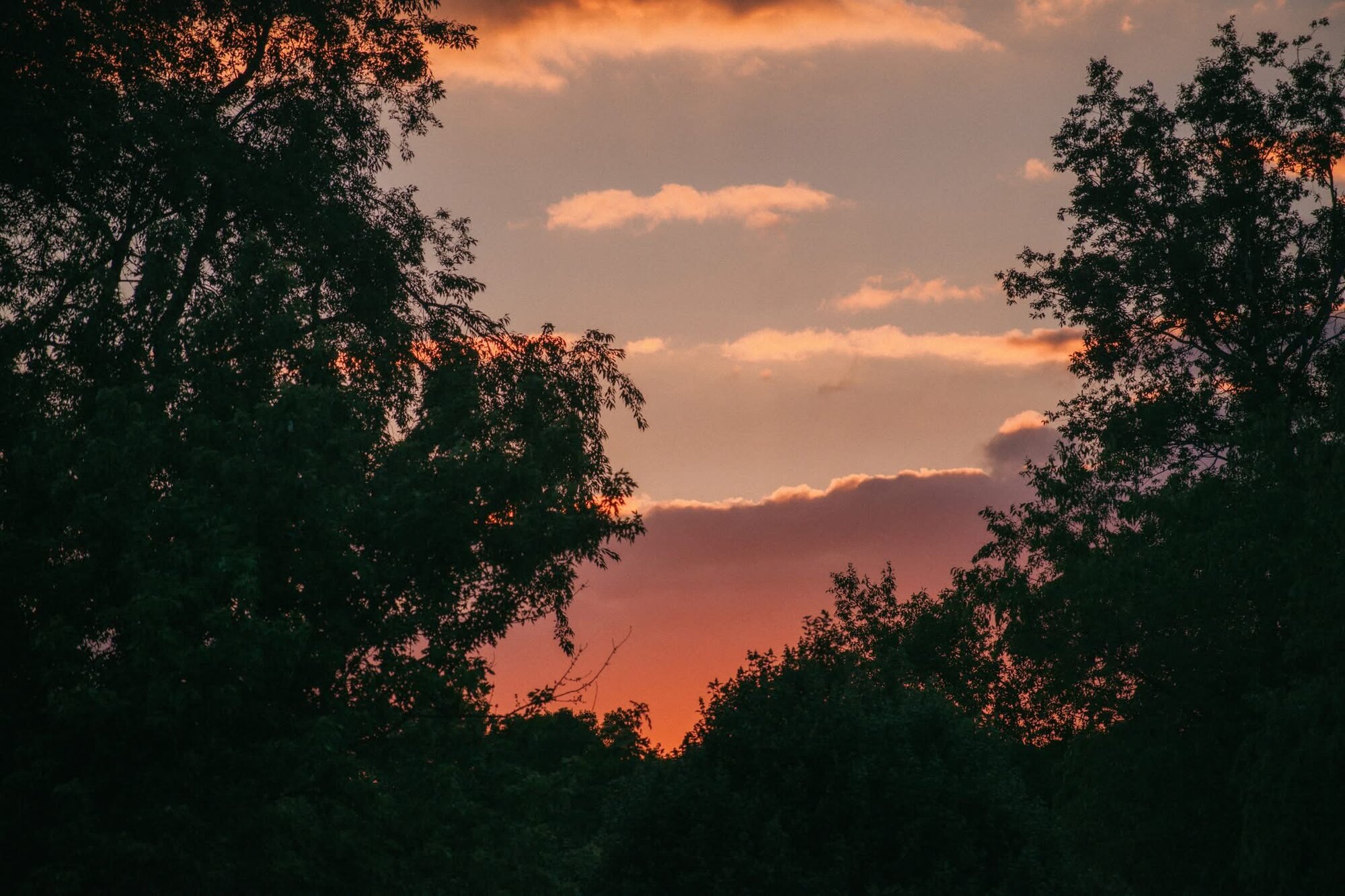 Coral and pink sunset clouds glowing between silhouetted treetops
