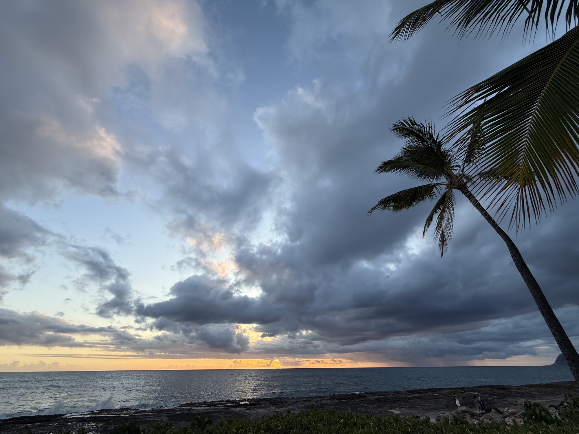 Palm tree silhouetted against a pastel Hawaiian sunset over the ocean