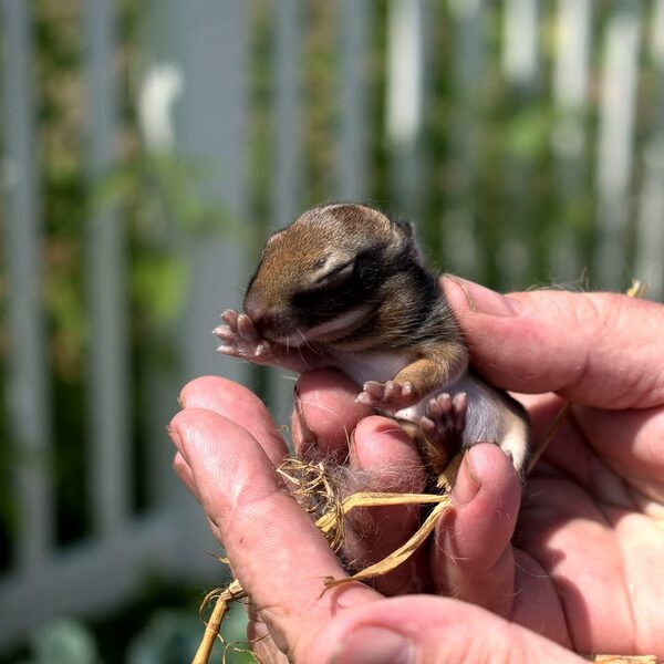 Tiny baby chipmunk held carefully in a person's fingertips, wildlife photography