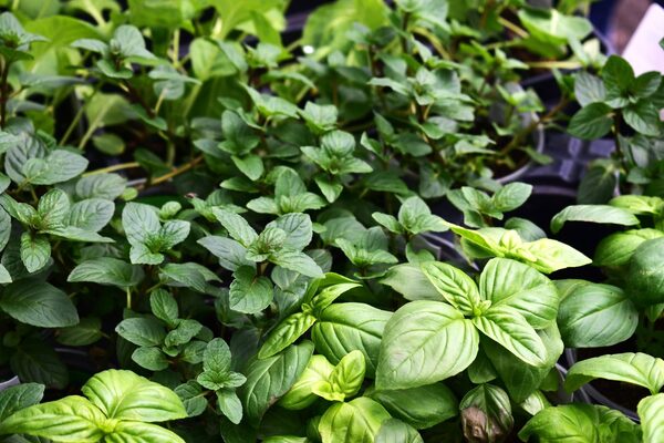 Lush trays of fresh basil and mint seedlings filling the frame, garden photography