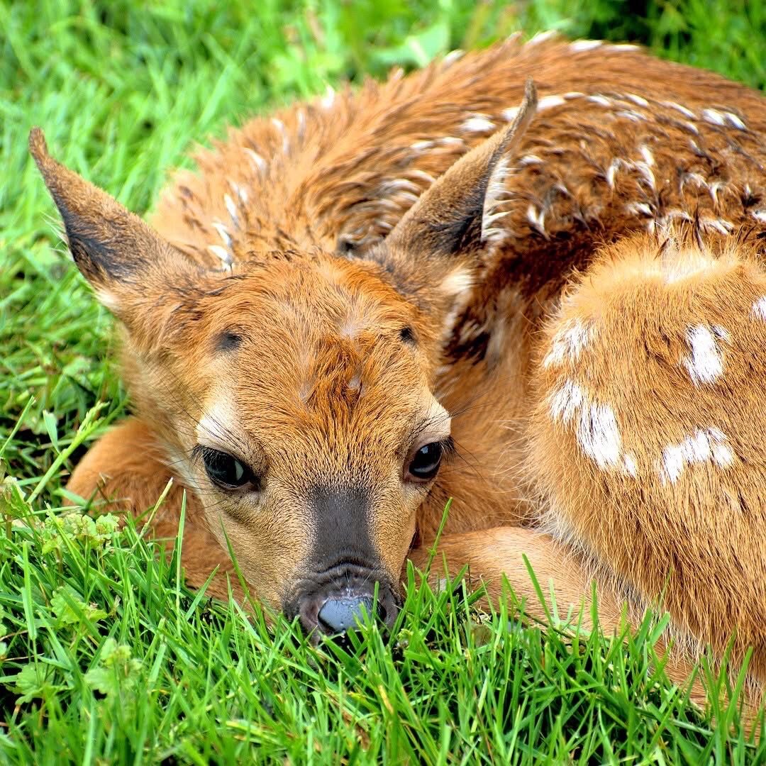 Newborn fawn resting in spring grass
