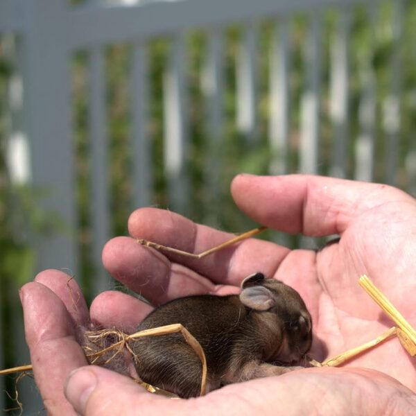 Newborn baby rabbit cradled gently in cupped hands, wildlife photography
