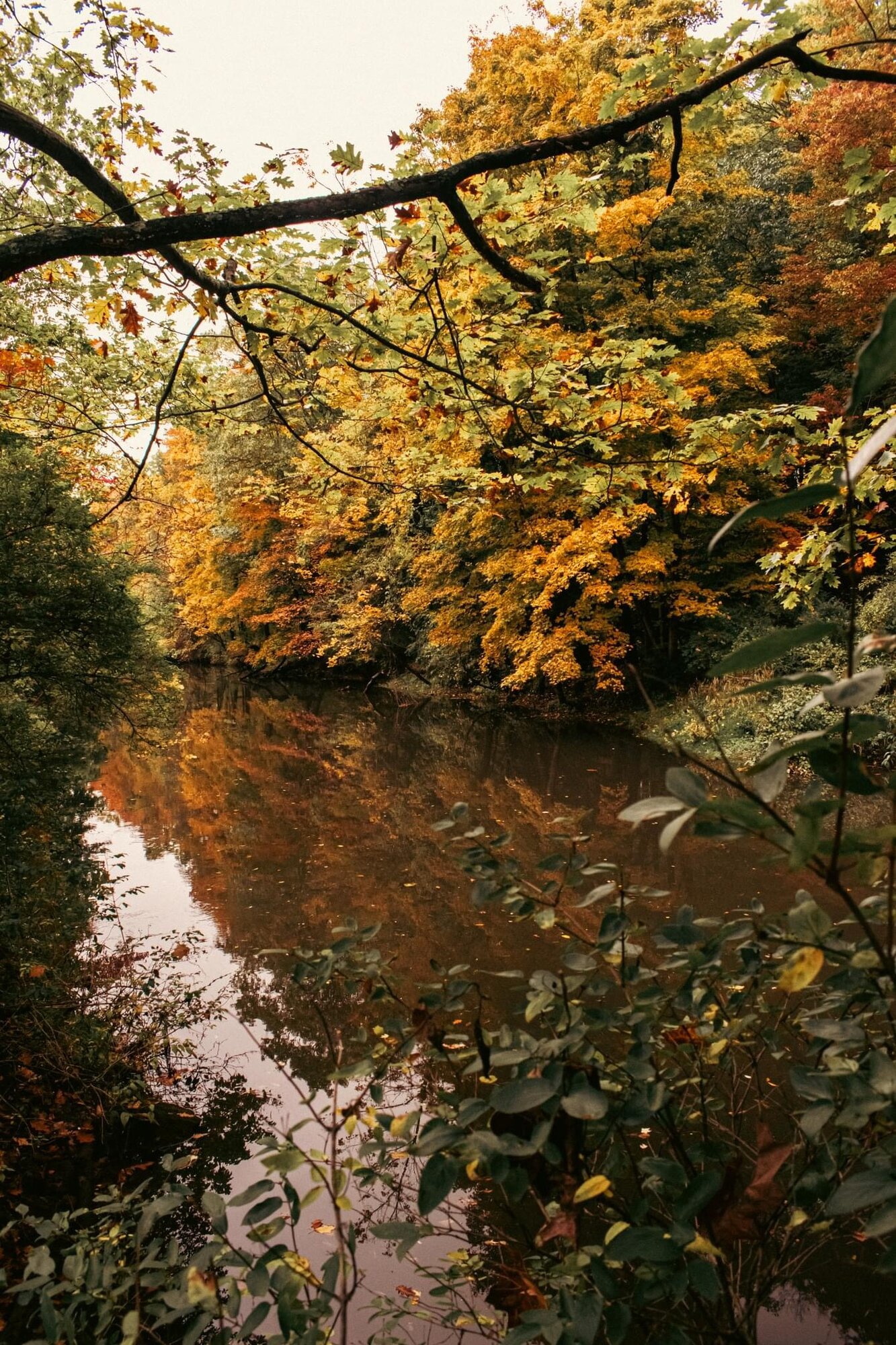 Autumn creek reflecting golden foliage along a wooded bank