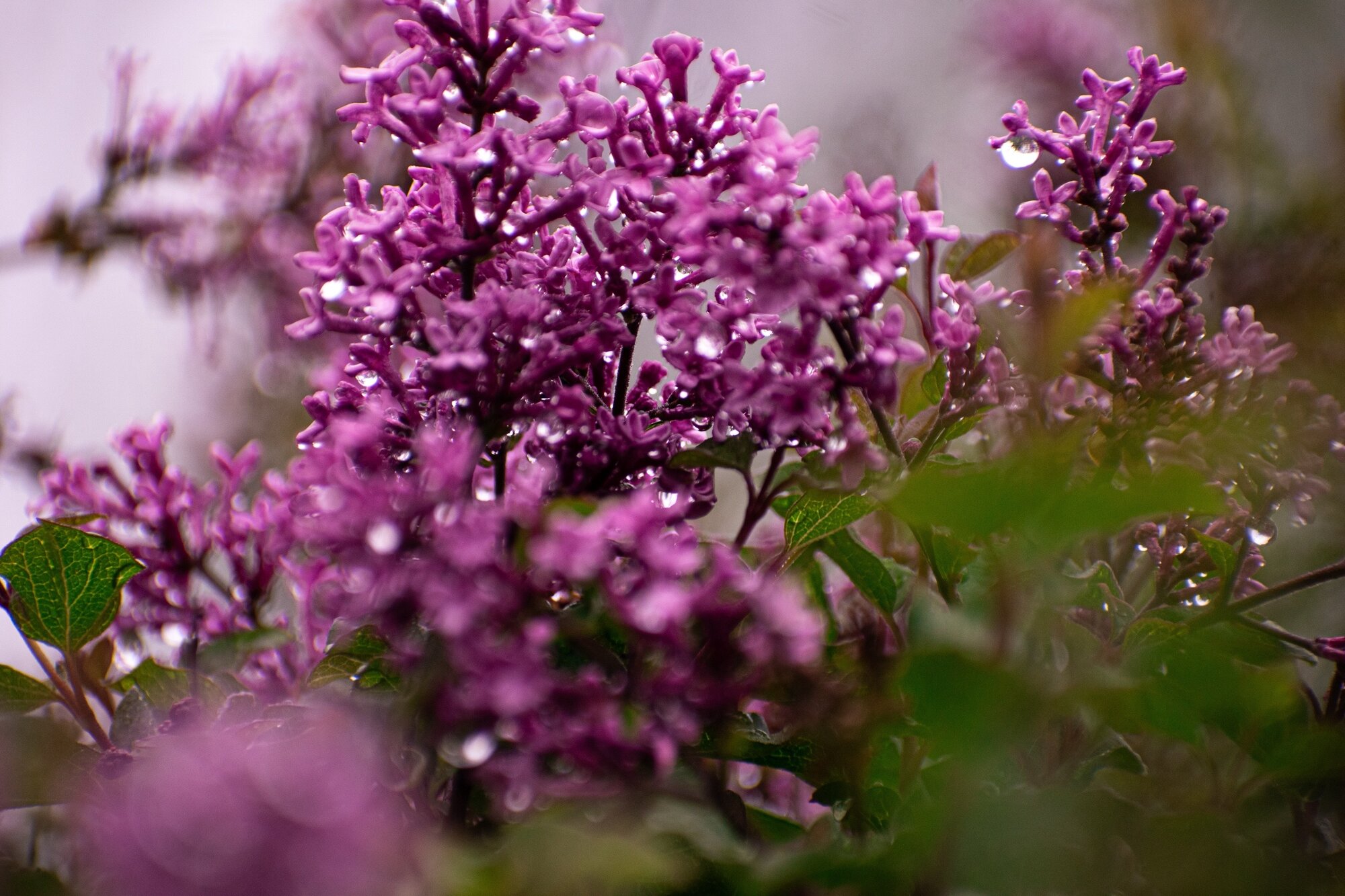 Lilac blossoms in soft focus, spring floral photography