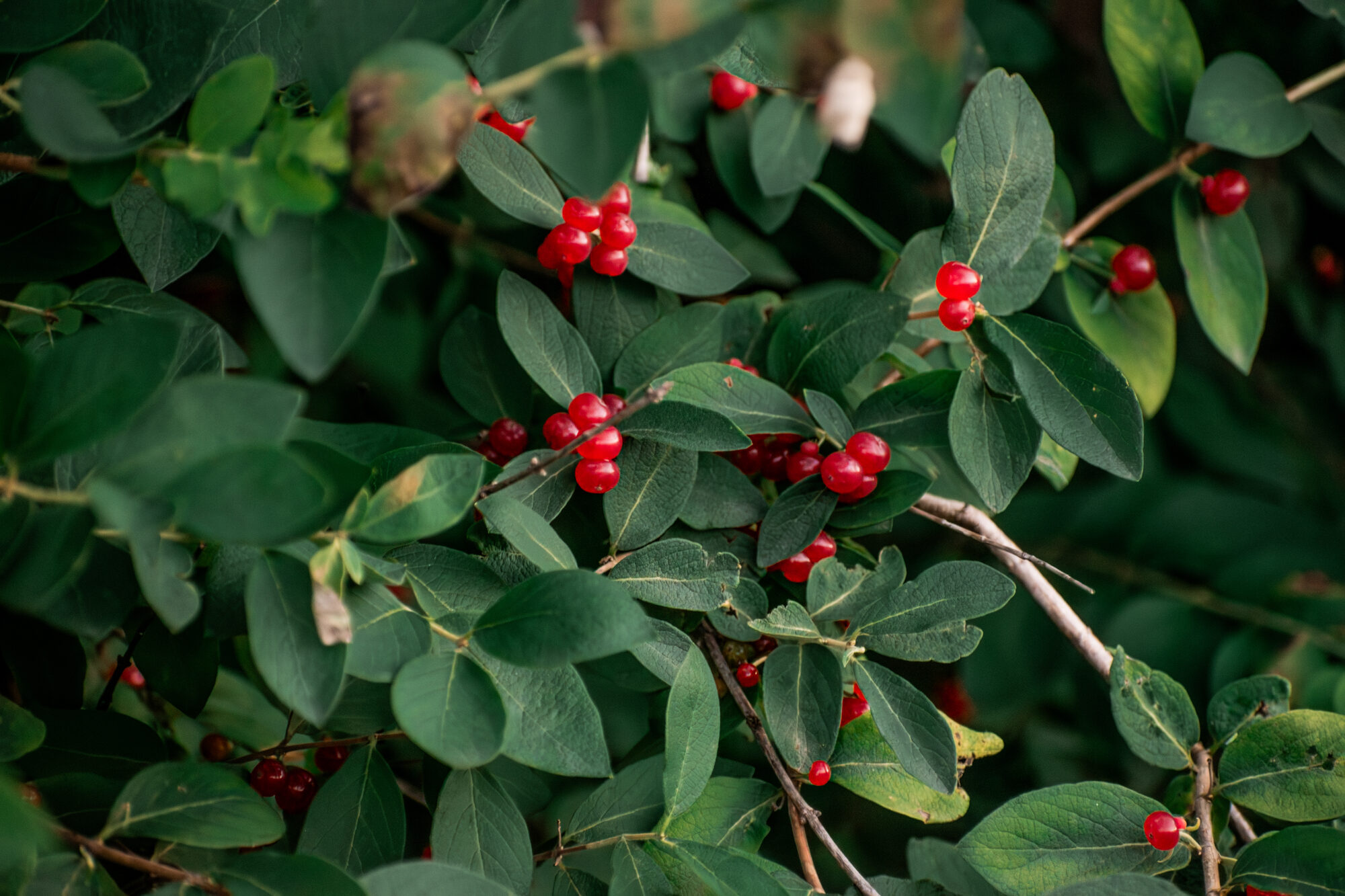 Bright red honeysuckle berries among green foliage