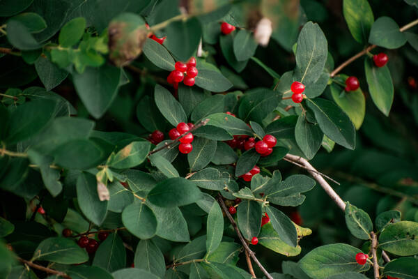 Bright red honeysuckle berries among green foliage