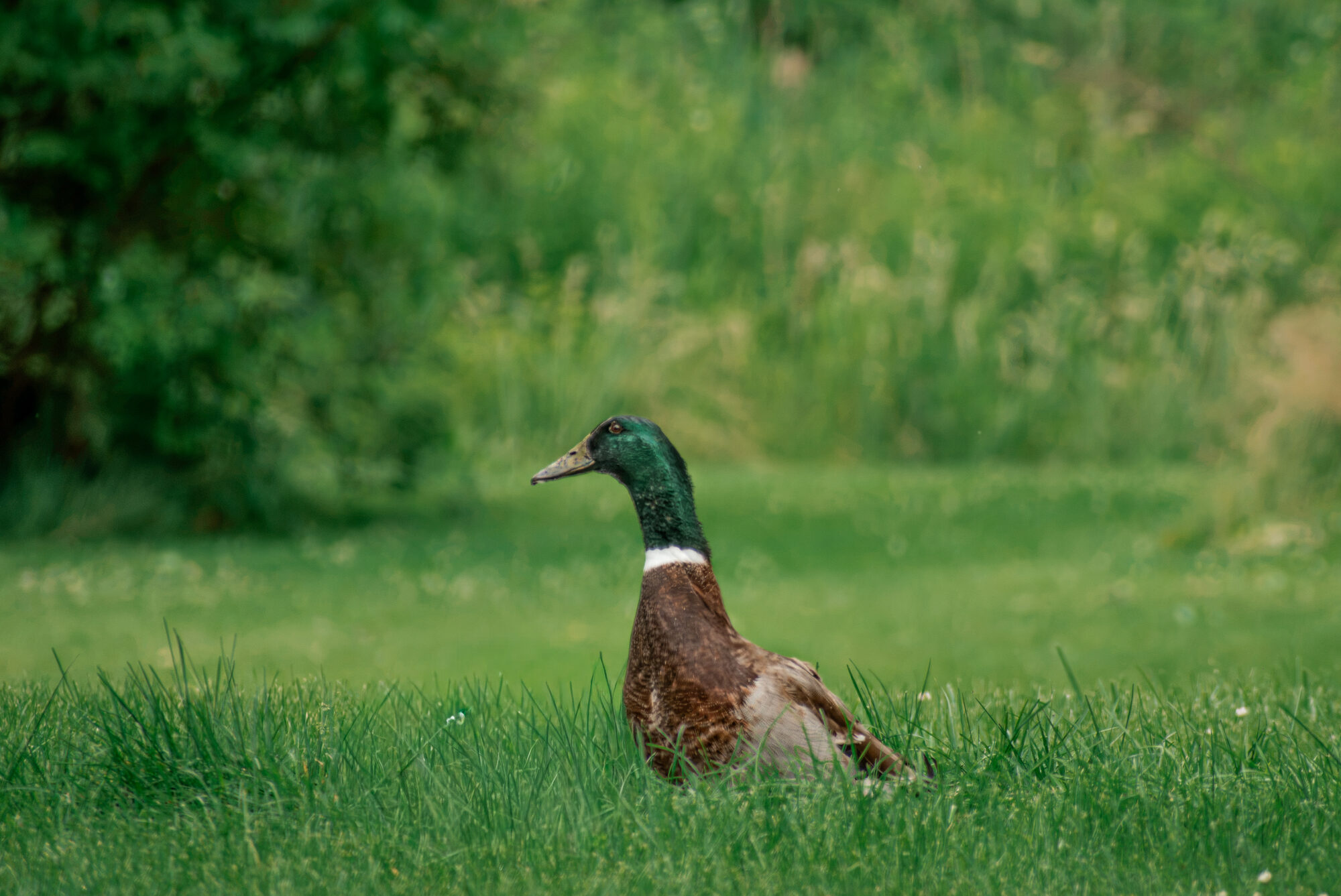 Mallard drake resting in lush green grass