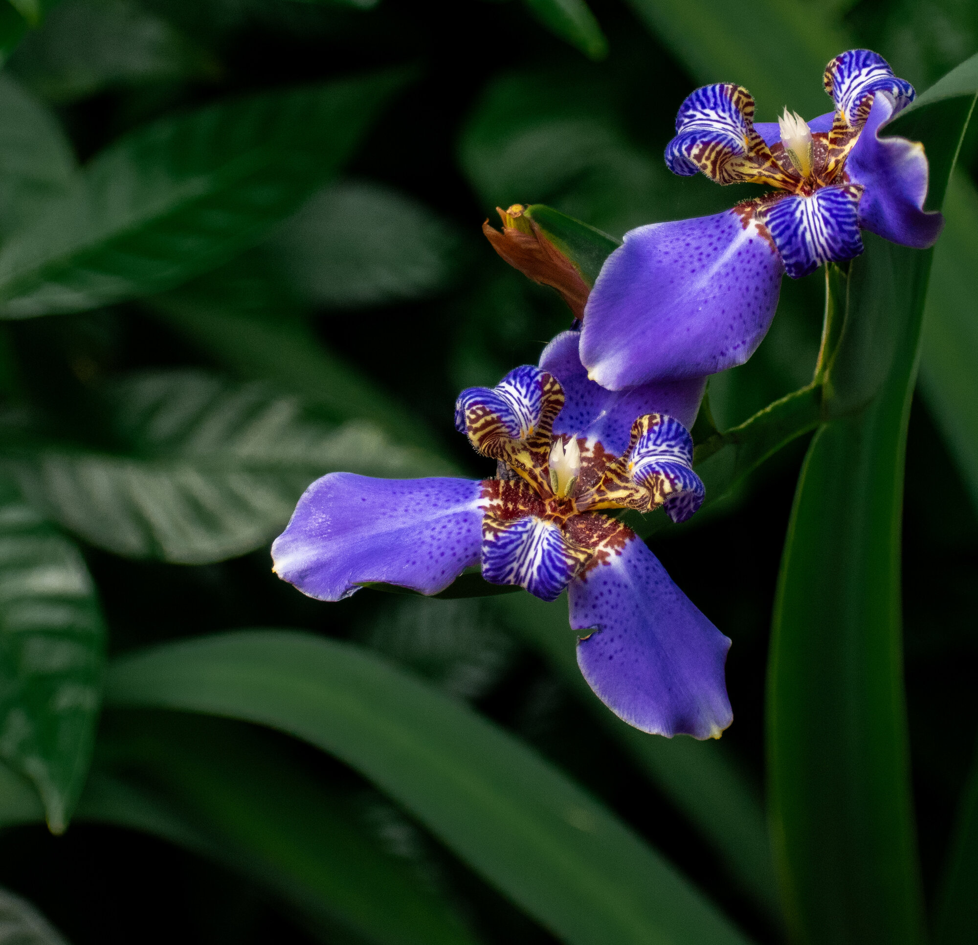 Blue walking iris bloom against dark green foliage, fine-art macro