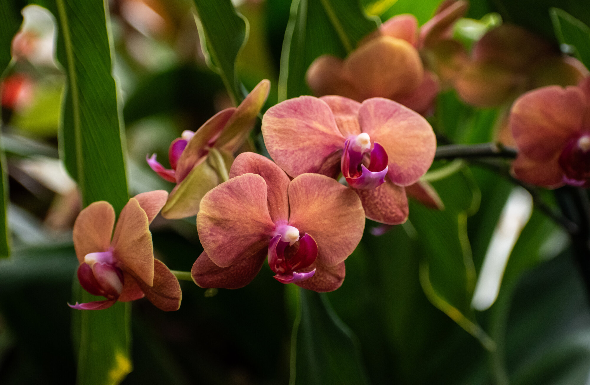 Peach orchid blooms cascading among tropical greenhouse leaves