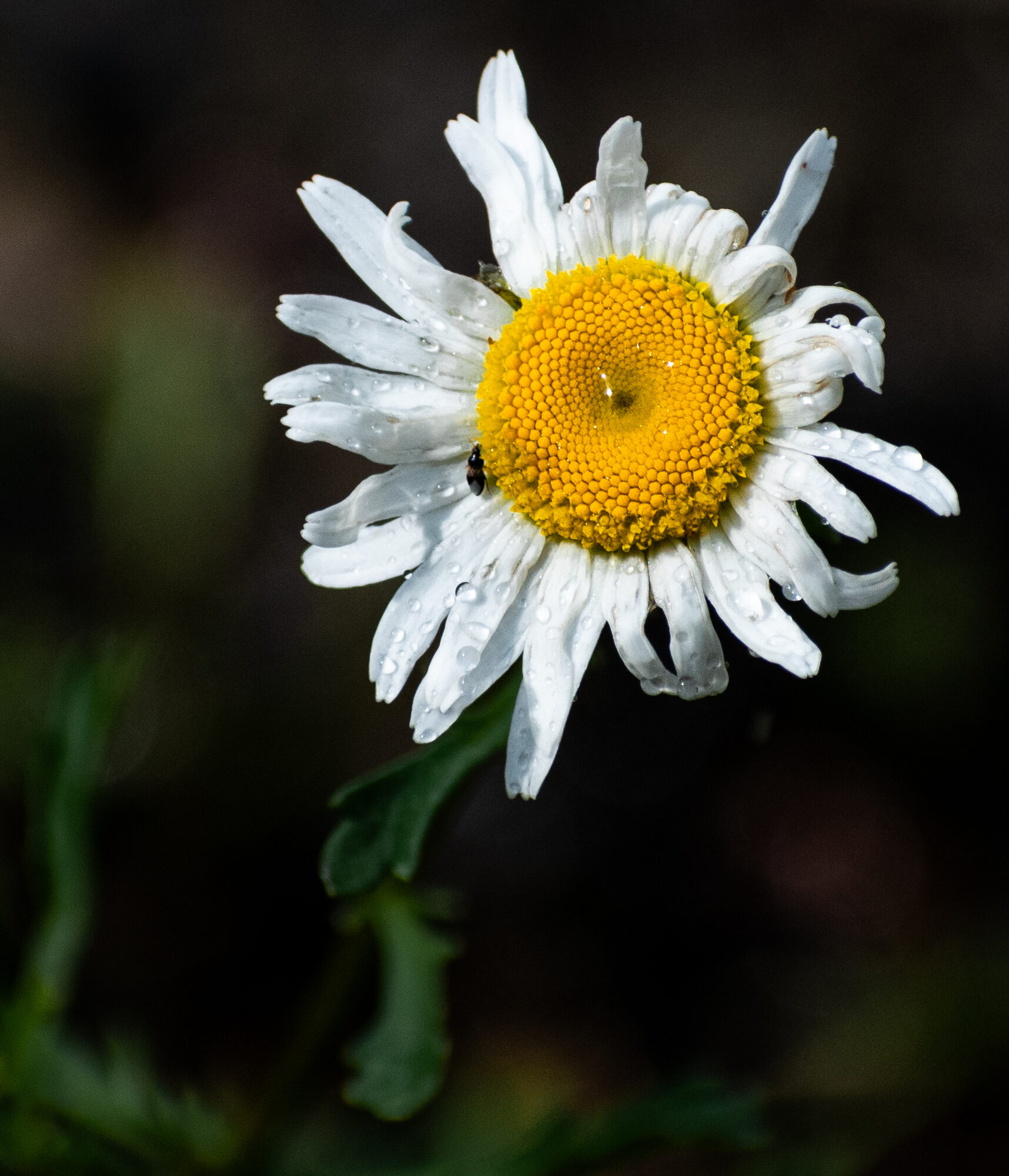 Dew-covered daisy with a tiny beetle, low-key nature macro