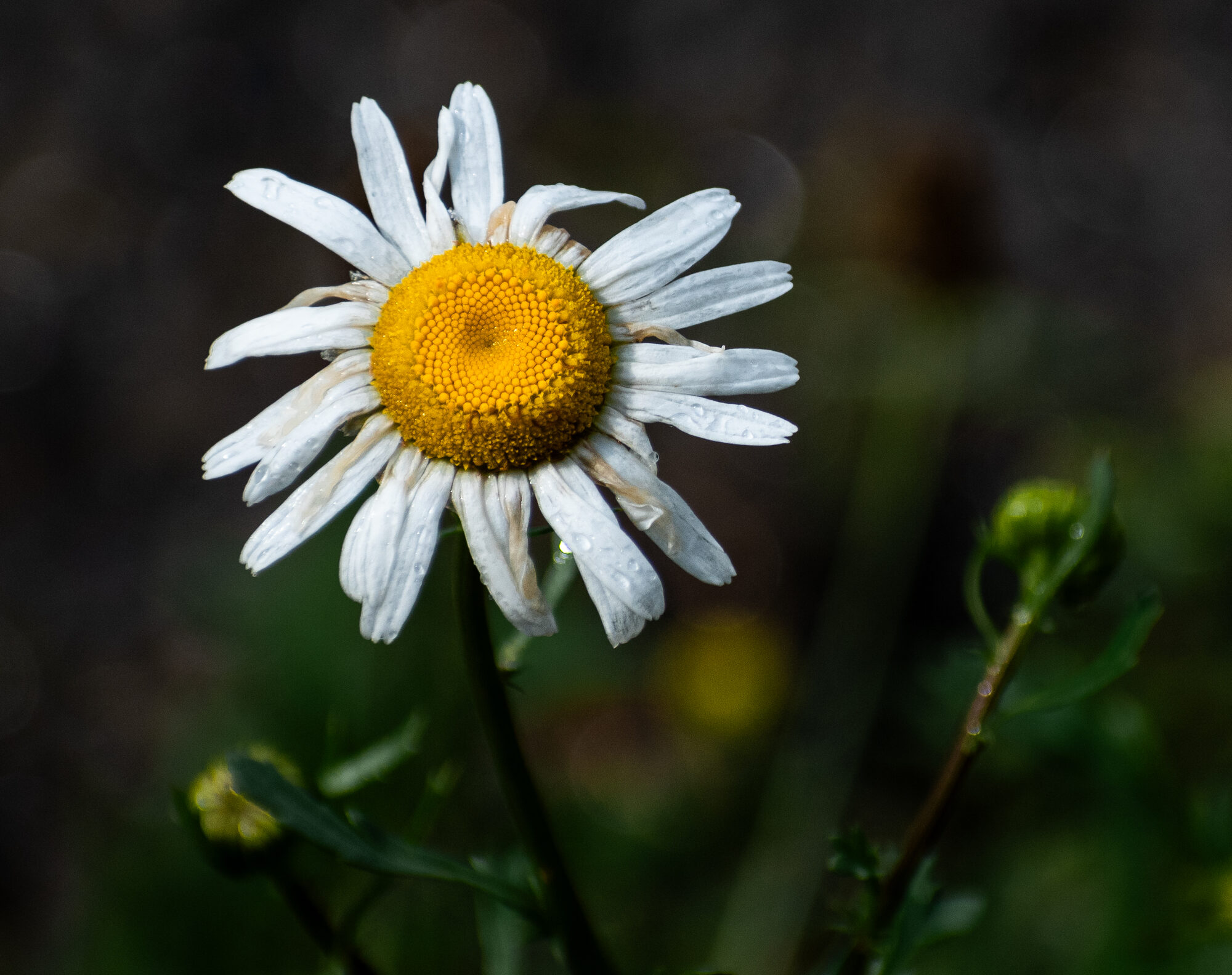 Oxeye daisy in bloom against a dark, moody green background