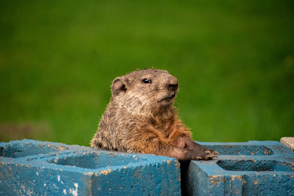 Young groundhog peeking over blue cinder blocks against a green meadow, wildlife photography