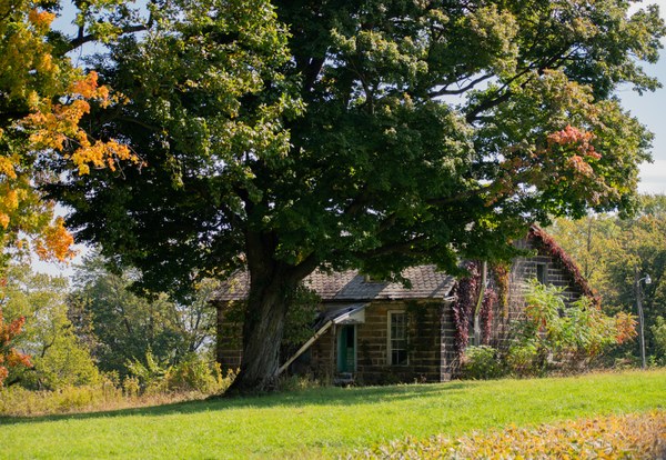 Rustic stone house beneath a spreading autumn tree