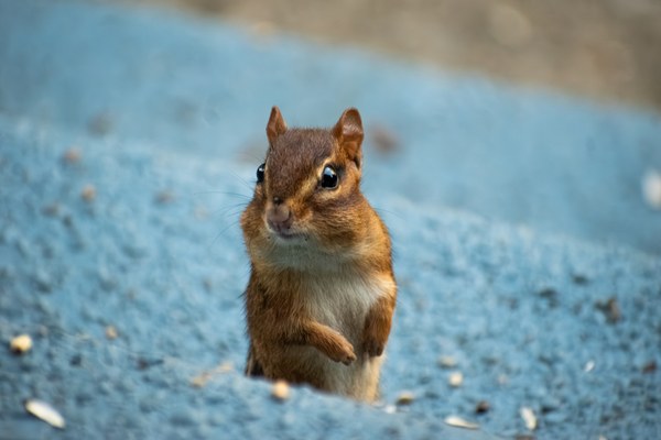 Chipmunk standing upright on blue stone steps