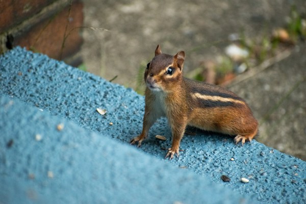 Chipmunk in profile on a blue stone step