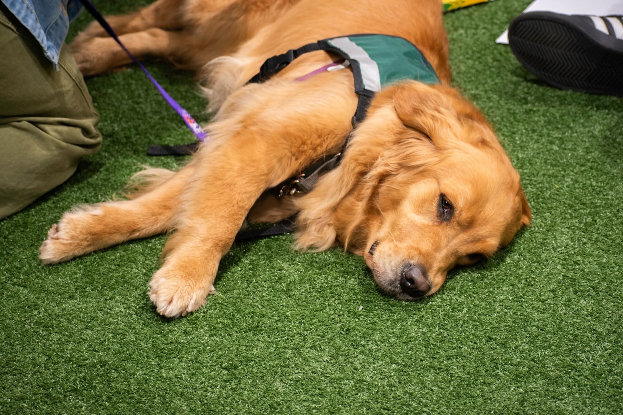 Golden retriever therapy dog lying on indoor turf in a vest