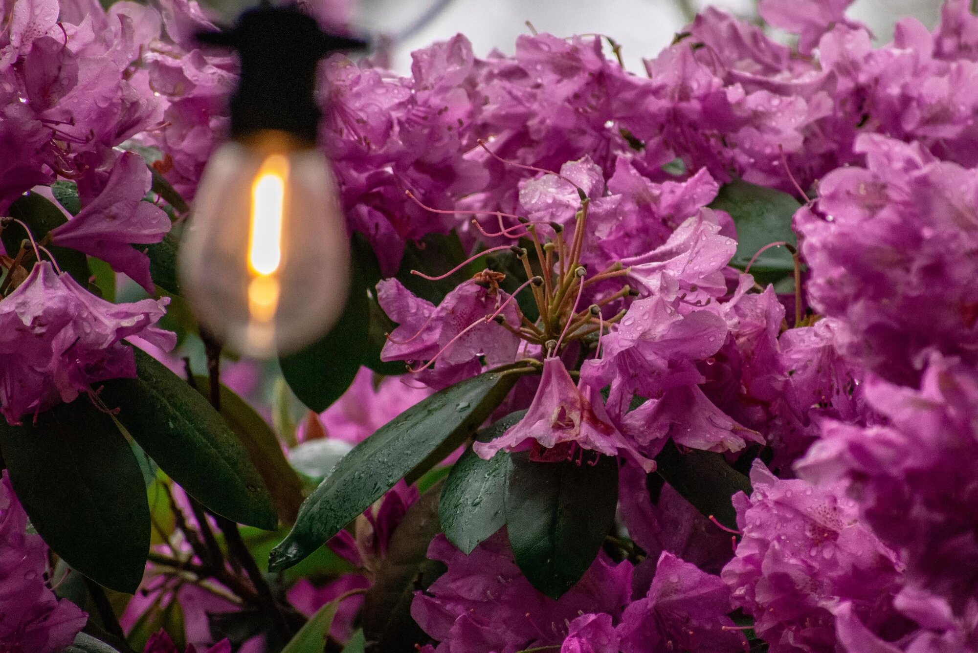Purple rhododendron blooms with a glowing string light, evening garden detail