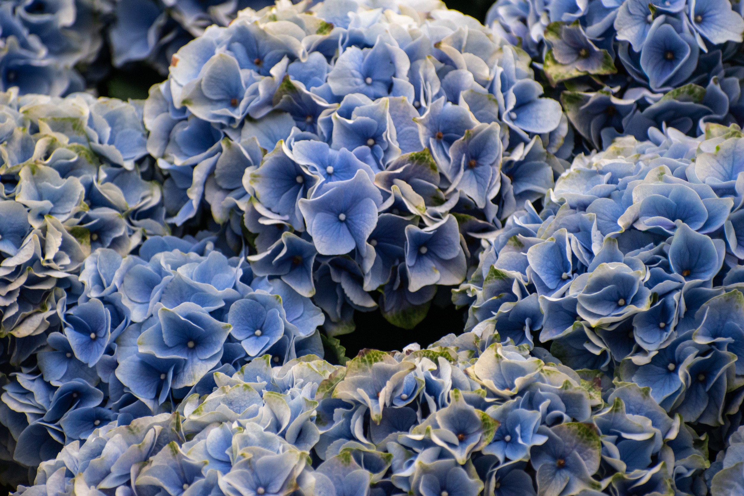 Moody blue hydrangea blooms in deep violet evening light