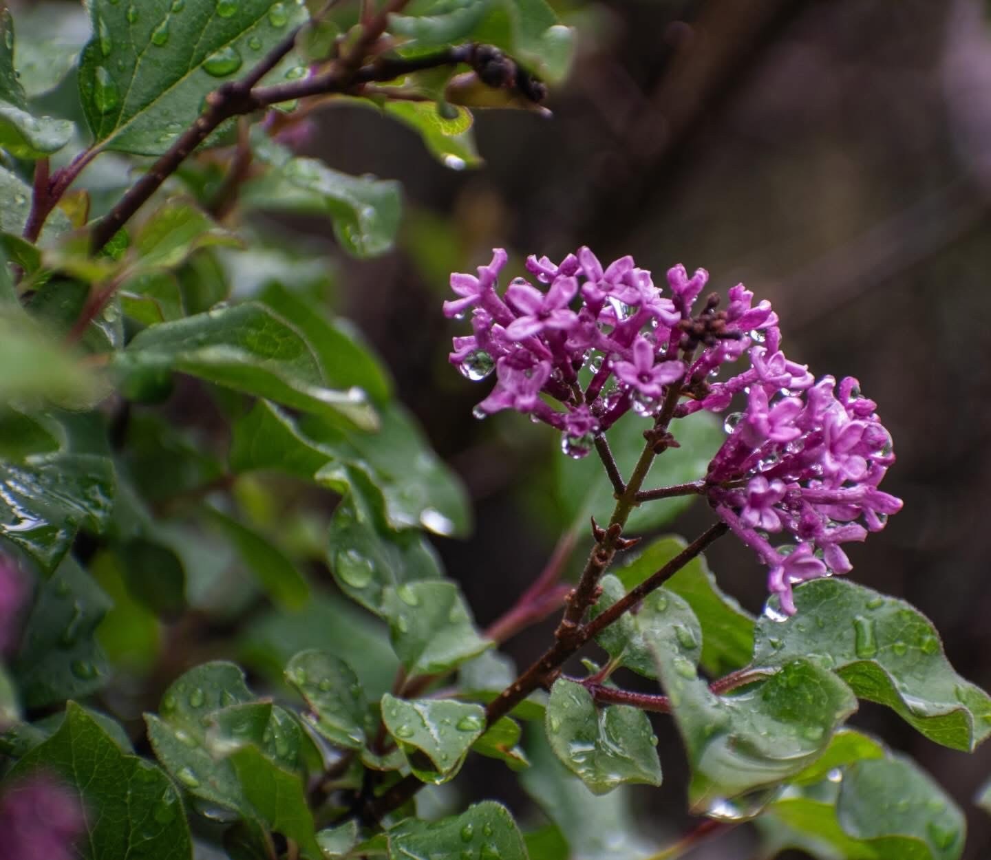 Rain-dappled lilac cluster among wet green leaves