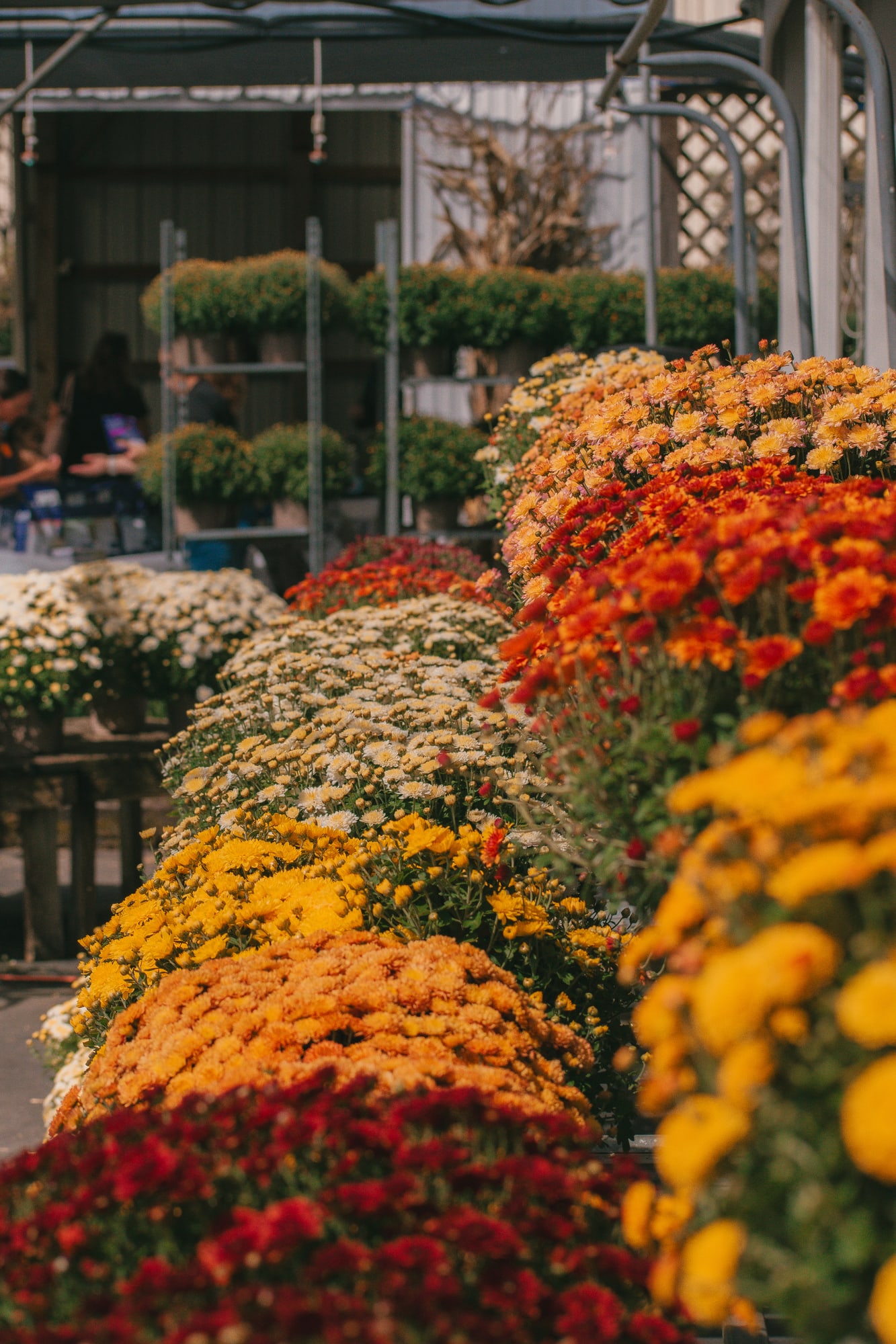 Autumn flowers on display at Grove City Agway during 2026 Petfest