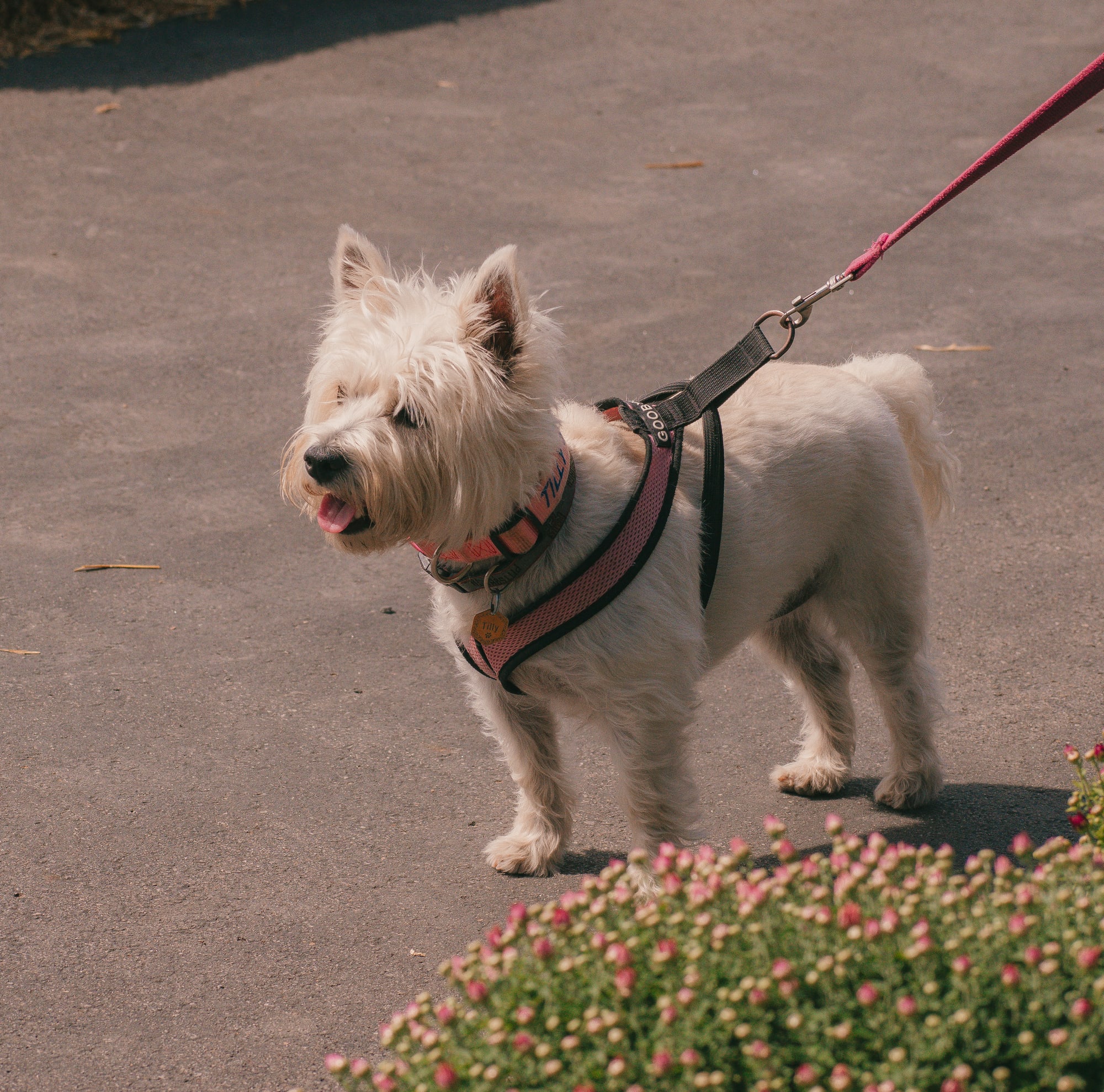 White terrier beside autumn flowers at Grove City Agway 2026 Petfest