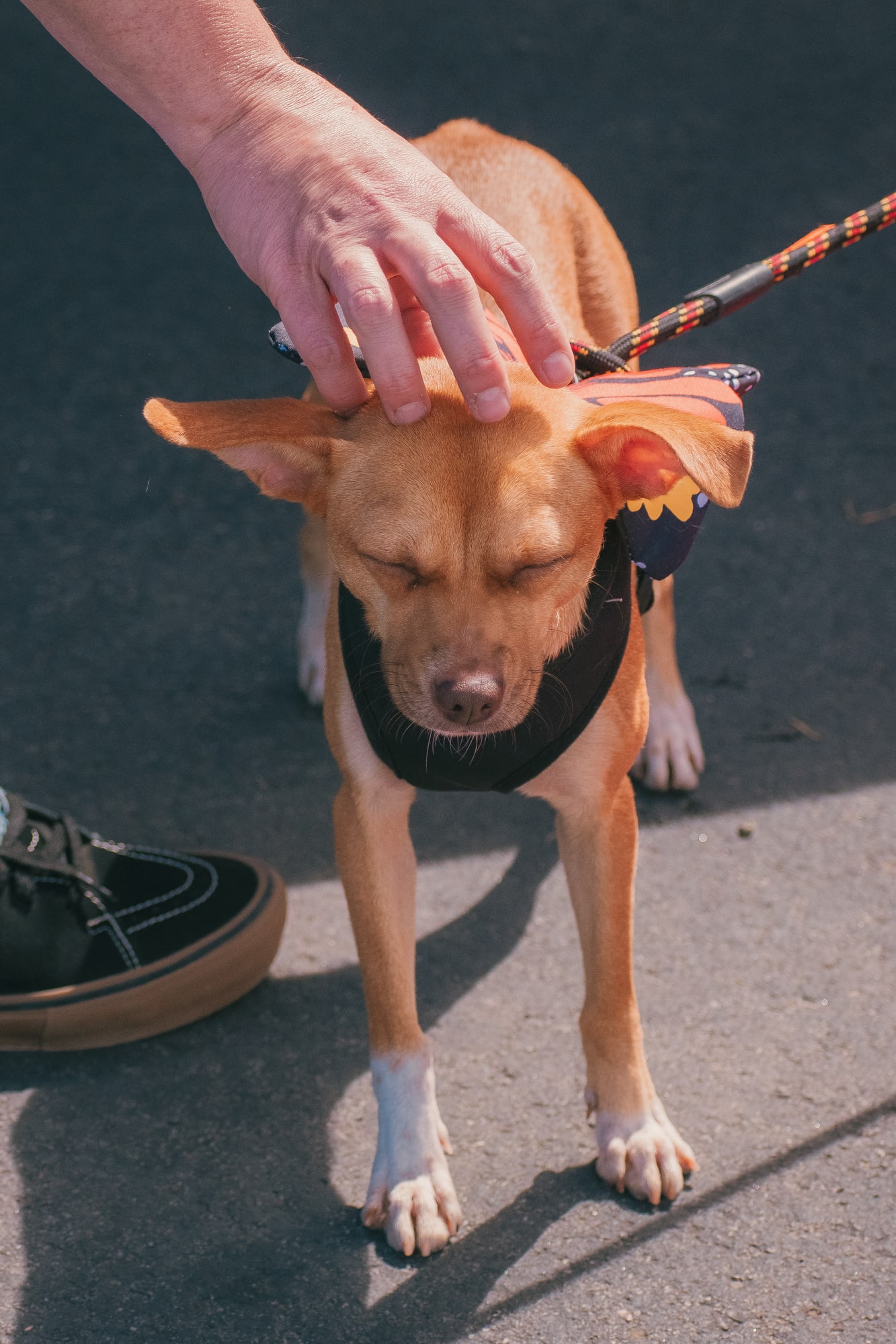 Small tan dog enjoying a head scratch at Grove City Agway 2026 Petfest