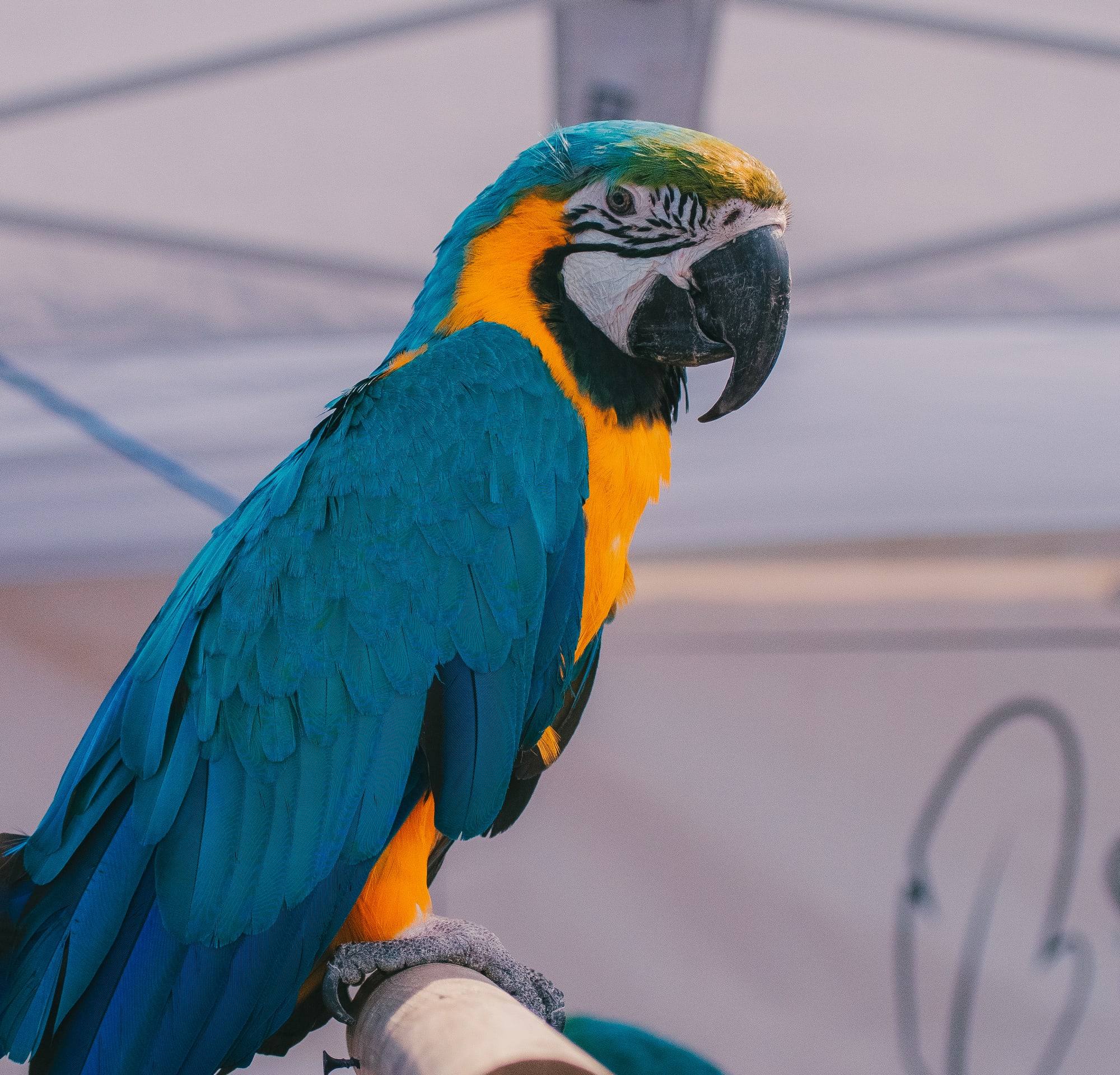 Close-up of a blue-and-gold macaw at Grove City Agway 2026 Petfest