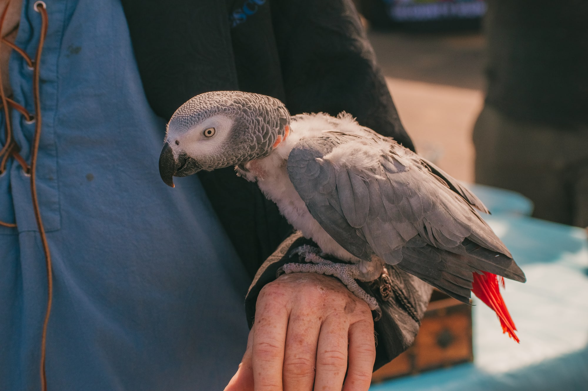 African grey parrot perched on a handler's hand at Grove City Agway 2026 Petfest