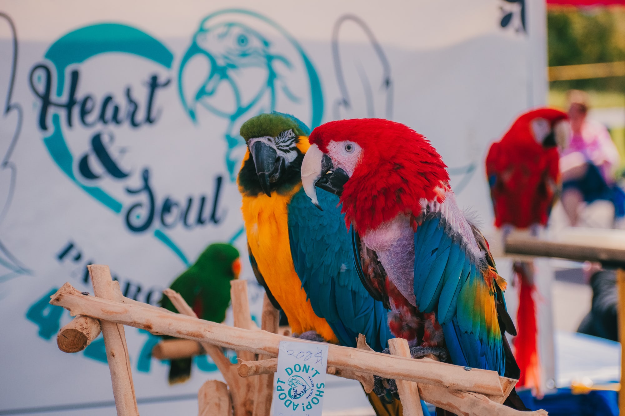 Colorful macaws at a bird rescue display at Grove City Agway 2026 Petfest