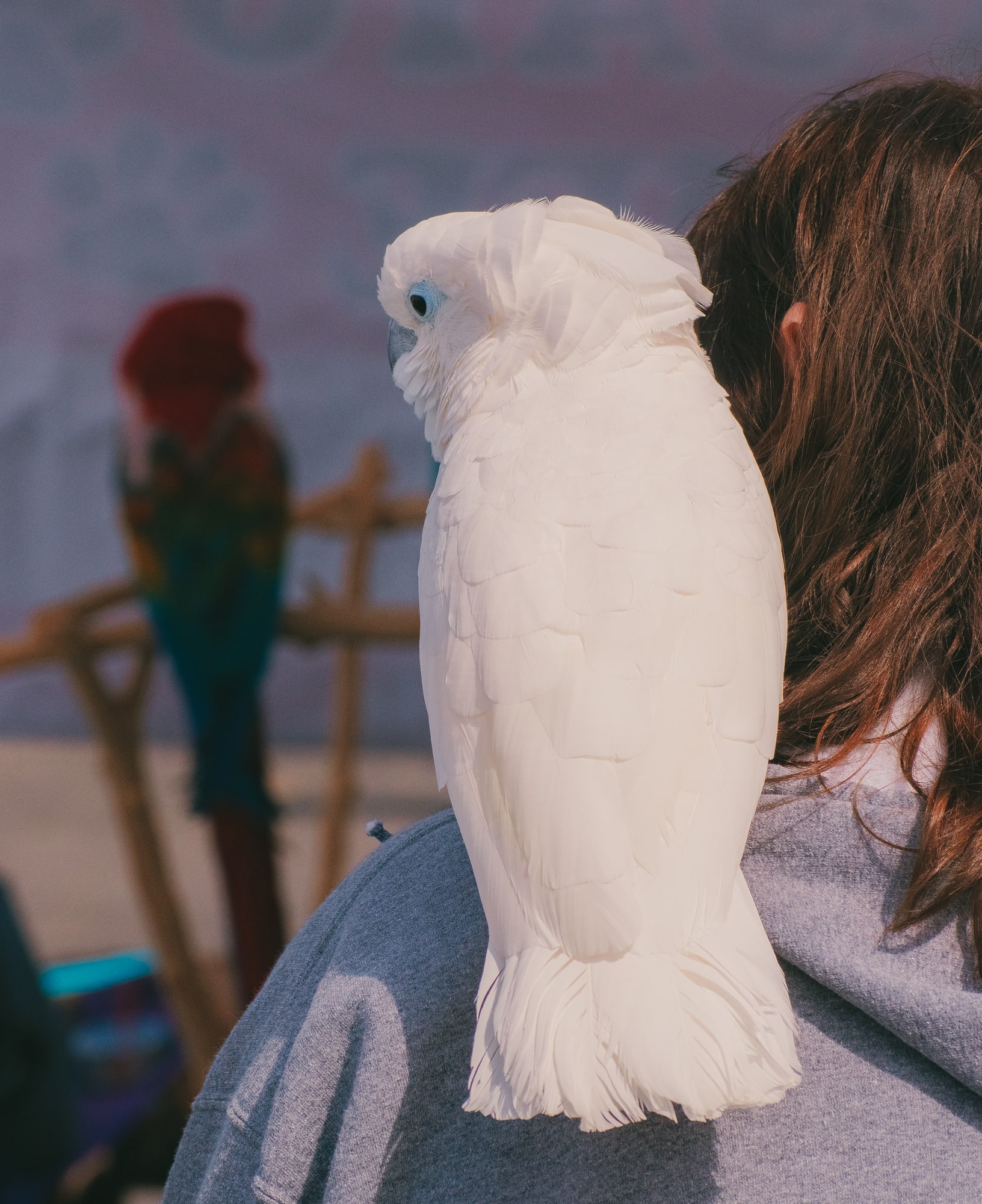 White cockatoo resting on a shoulder at Grove City Agway 2026 Petfest