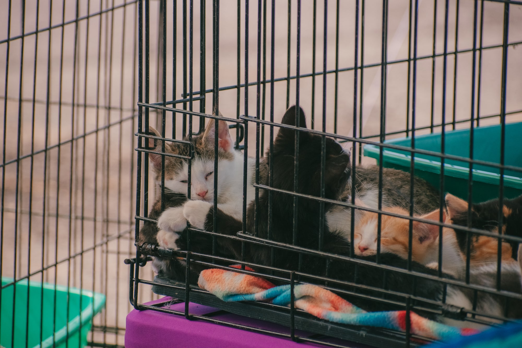 Cats resting together in an enclosure at Grove City Agway 2026 Petfest