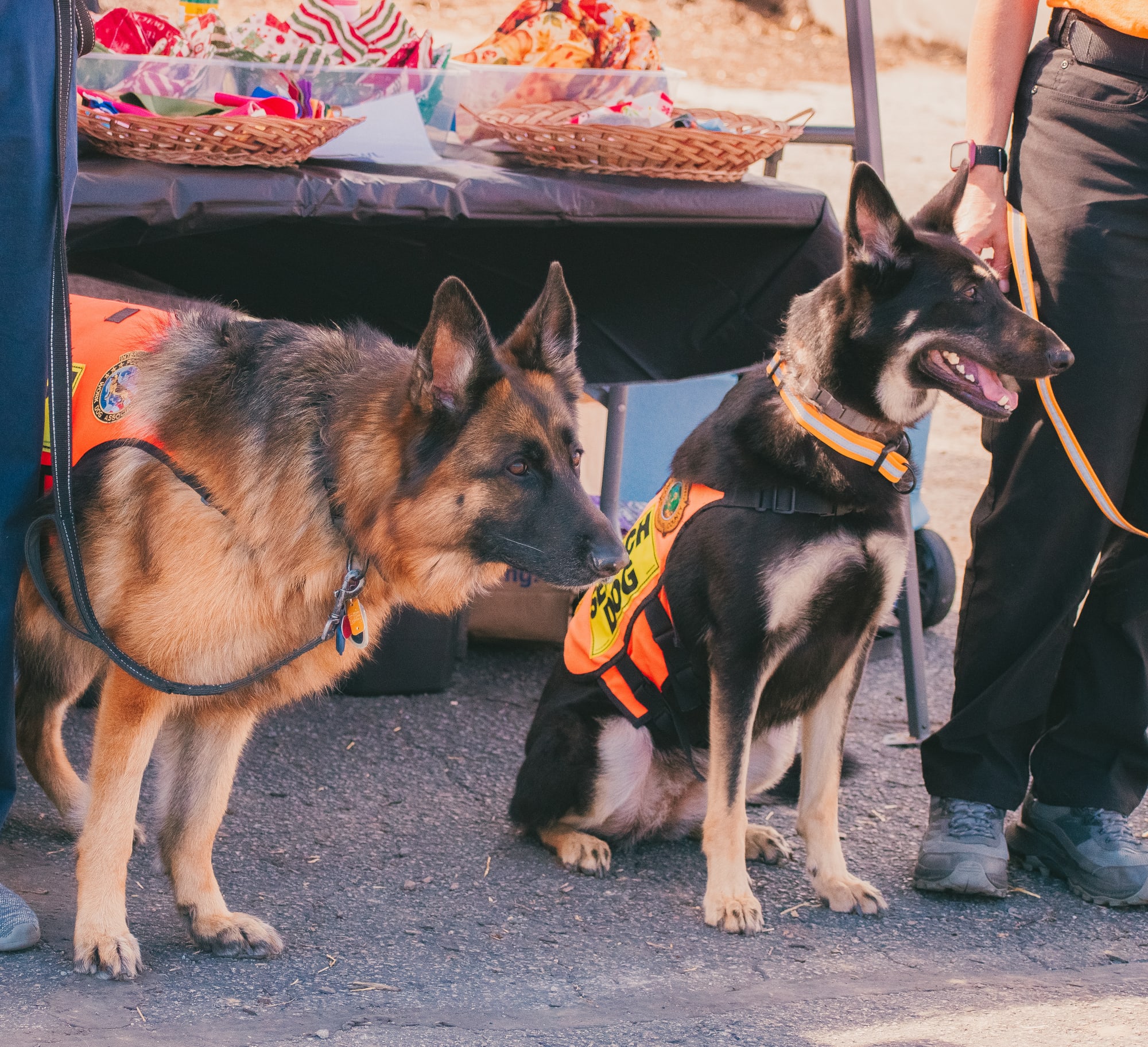 Two German shepherds beside a vendor display at Grove City Agway 2026 Petfest