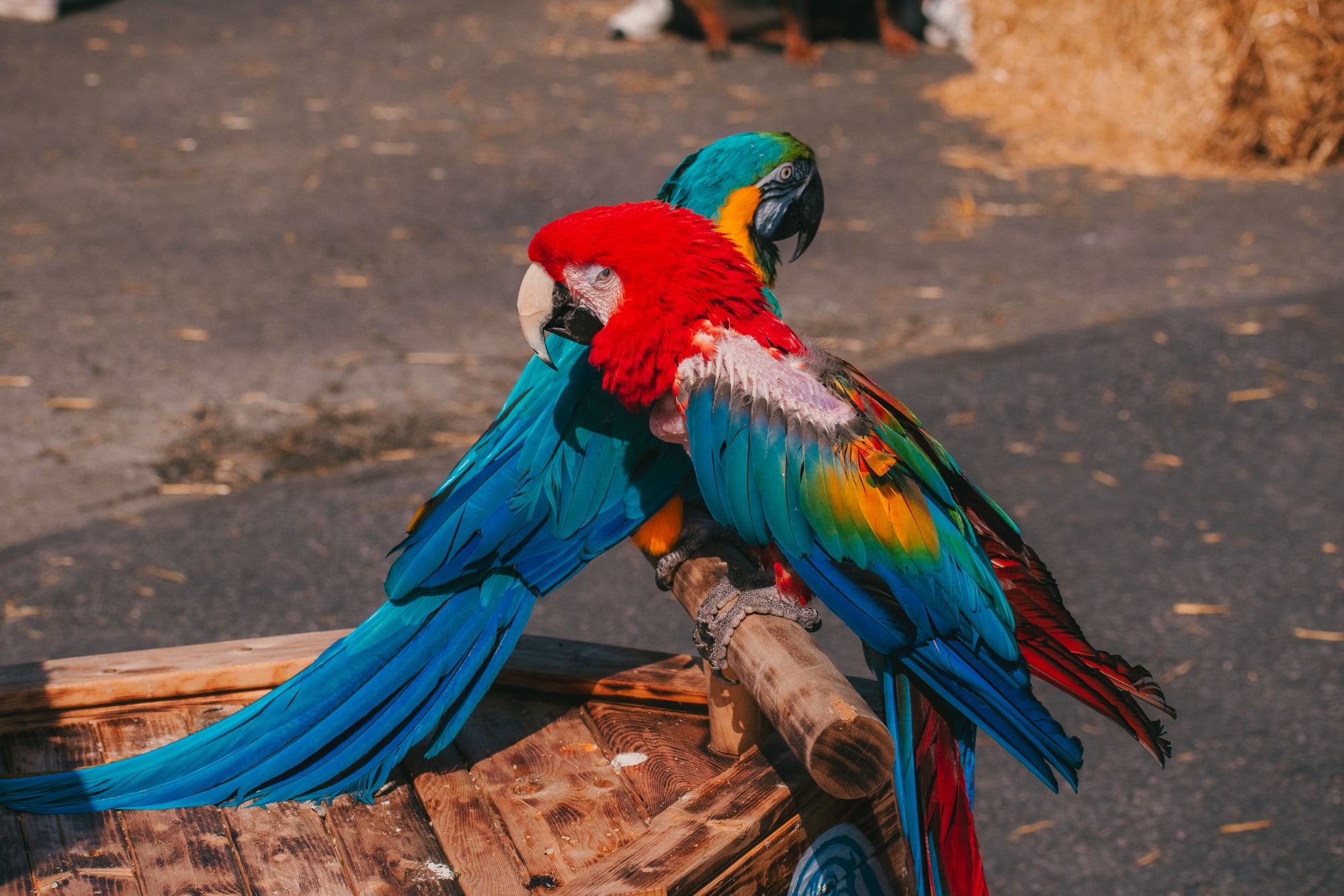 Two colorful macaws sharing a wooden perch at Grove City Agway 2026 Petfest