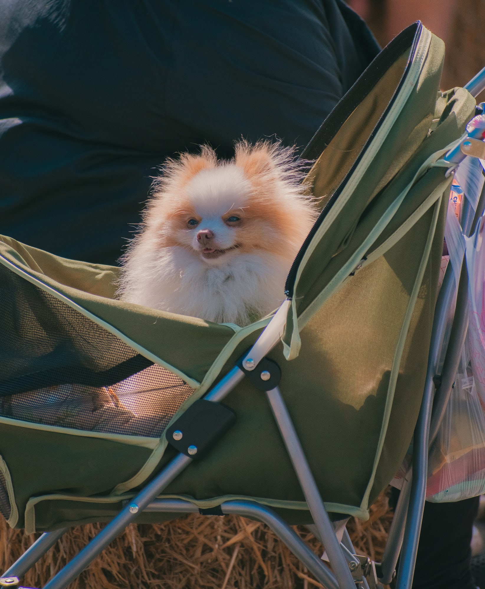 Fluffy cream-colored dog riding in a pet stroller at Grove City Agway 2026 Petfest