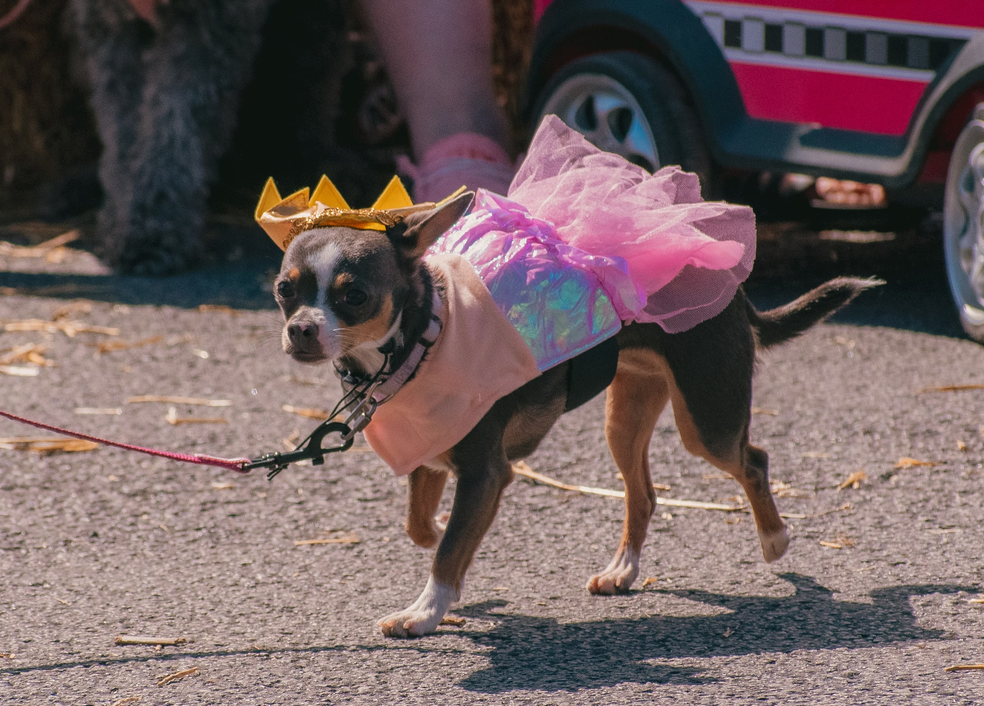 Dog wearing a crown and pink tutu at Grove City Agway 2026 Petfest