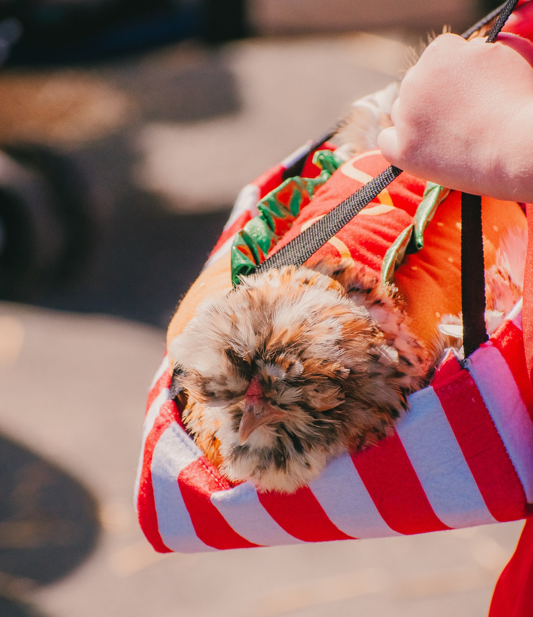 Small dog in a hot-dog costume carried in a striped bag at Grove City Agway 2026 Petfest