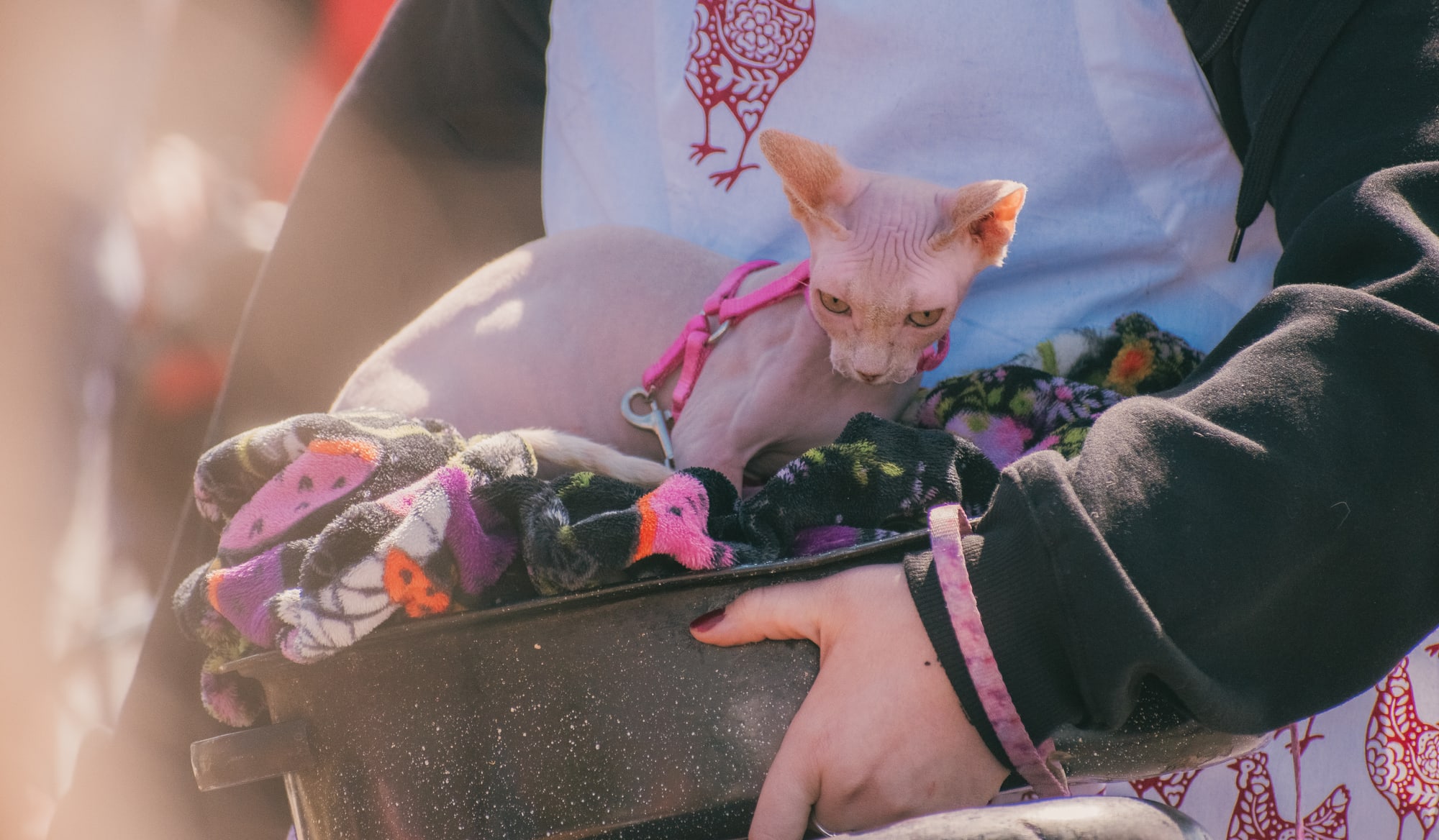Small tan dog nestled in a carrier with pink accessories at Grove City Agway 2026 Petfest