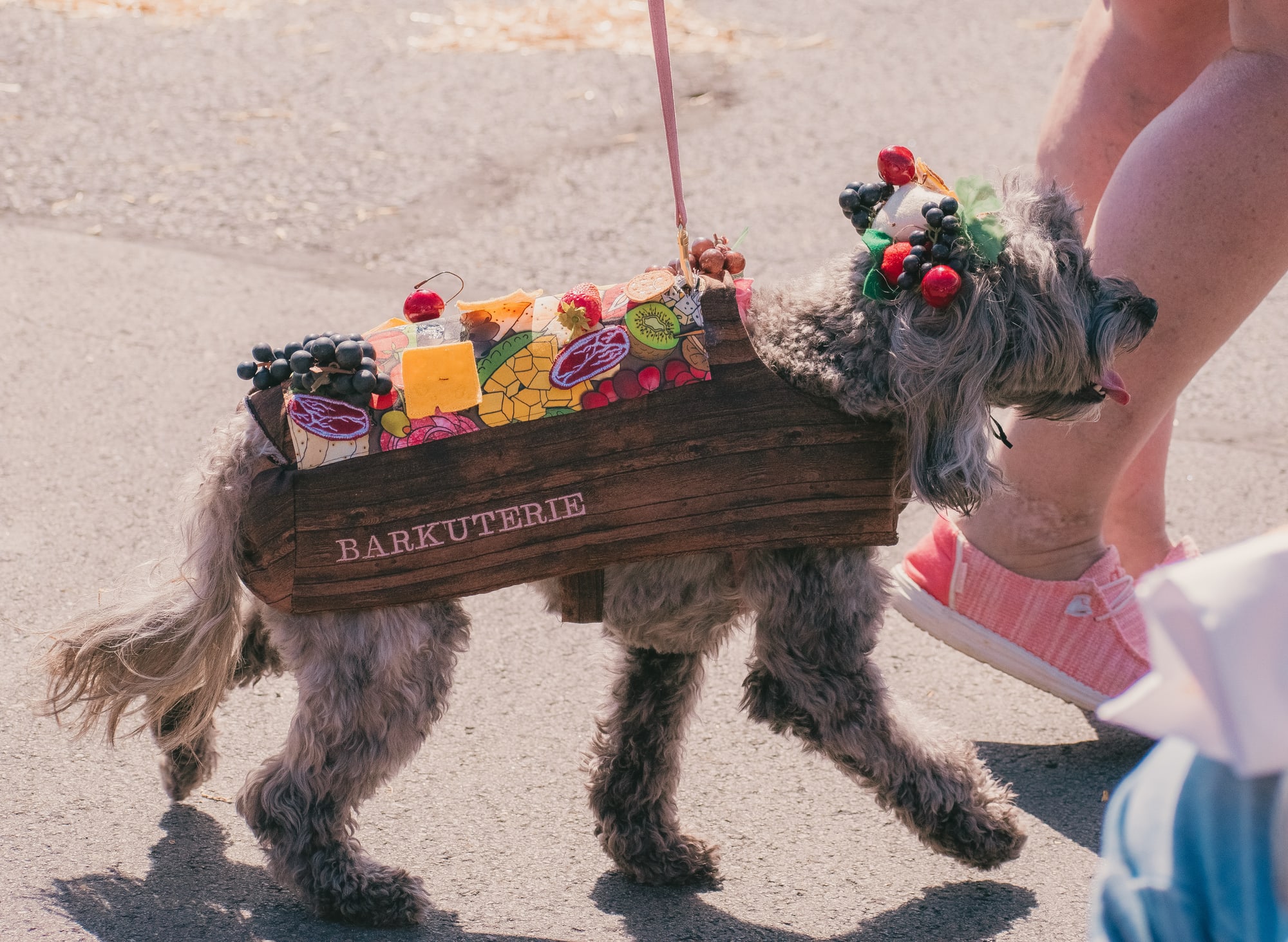 Dog in a Barkuterie board costume at Grove City Agway 2026 Petfest