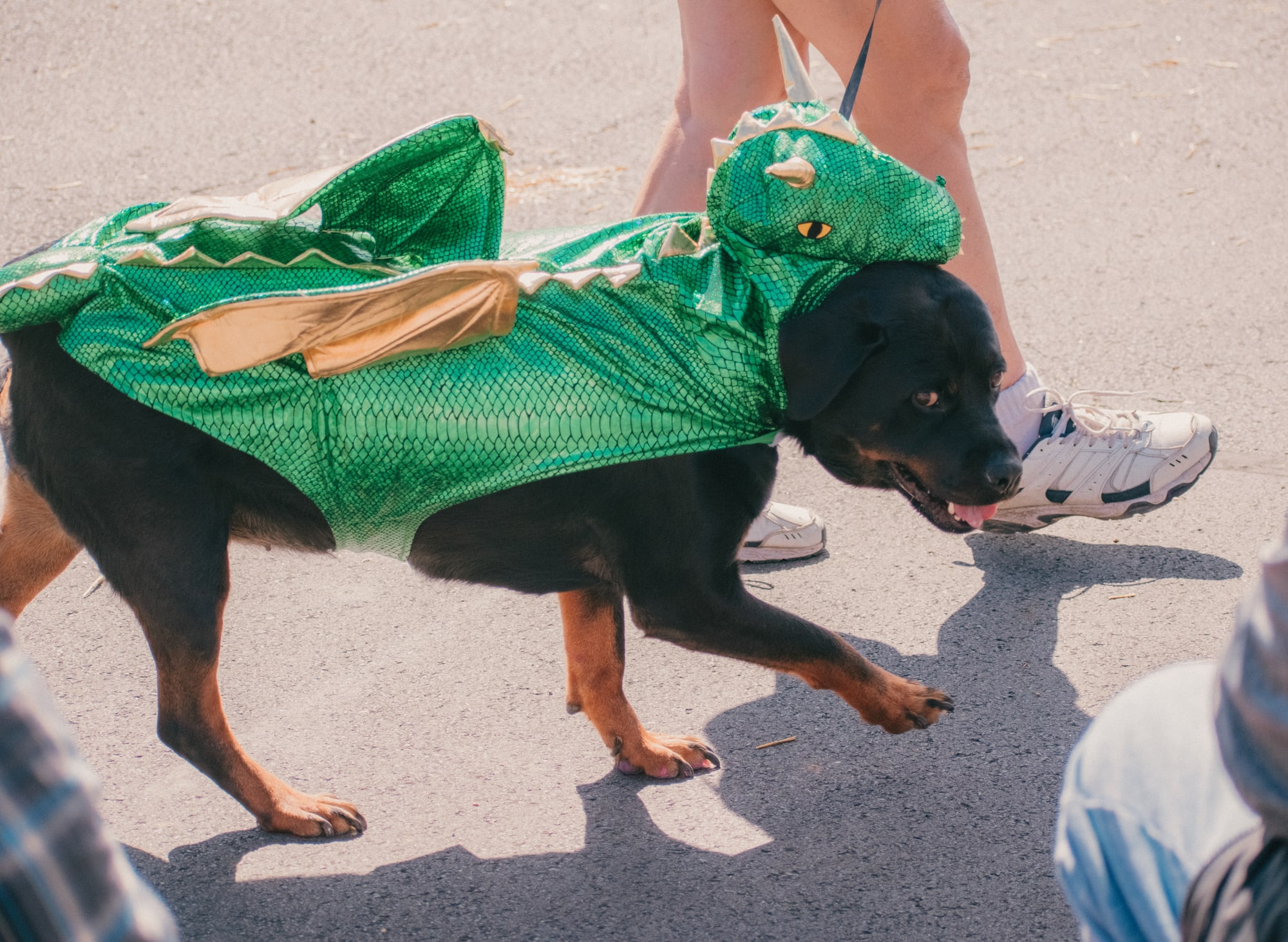 Dog walking in a green dragon costume at Grove City Agway 2026 Petfest