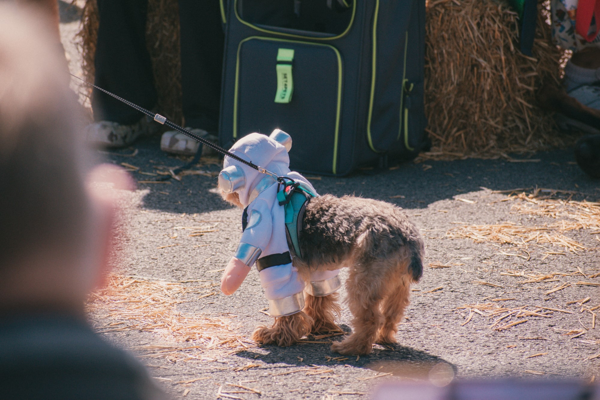 Little terrier in a blue costume at Grove City Agway 2026 Petfest