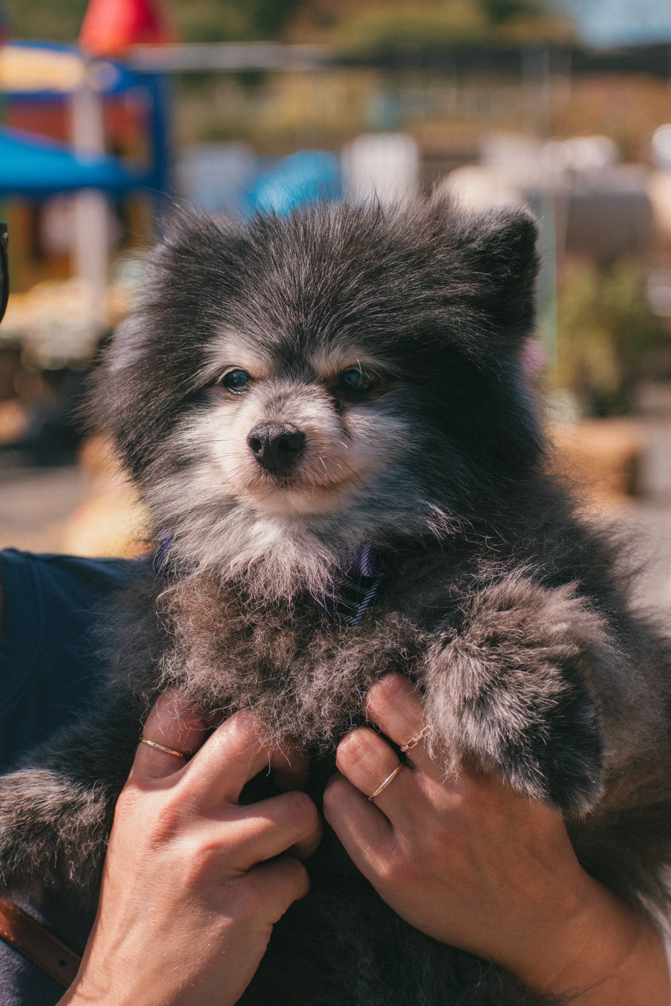 Close-up portrait of a fluffy black-and-gray dog at Grove City Agway 2026 Petfest